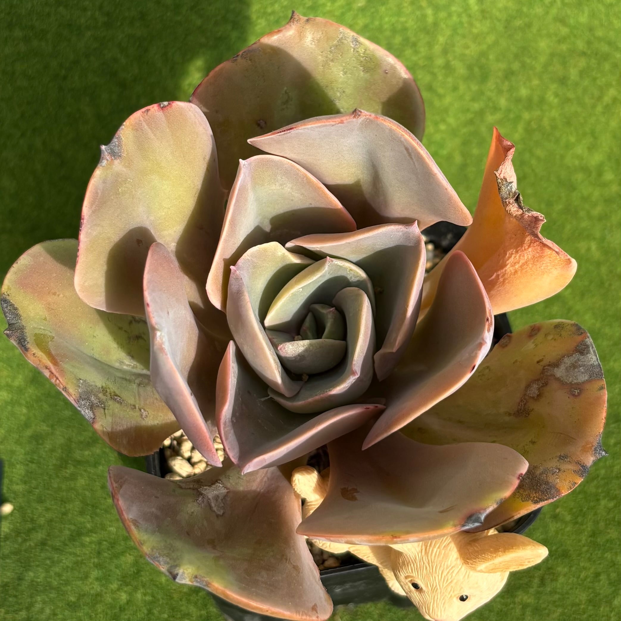 多肉植物　エケベリア アガボイデス　リップスティック　抜き苗 エケベリア アガボイデス リップスティック（抜き苗） | 多肉植物の