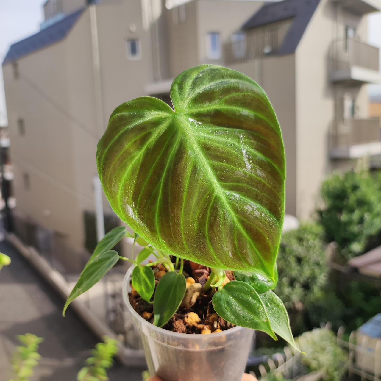 フィロデンドロン エルチョコレッド / Philodendron rubrijuvenile "El Choco Red" / 観葉植物<育て方・花言葉>