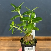 Hydnophytum hailans Mt. Hagen, PNG【668】