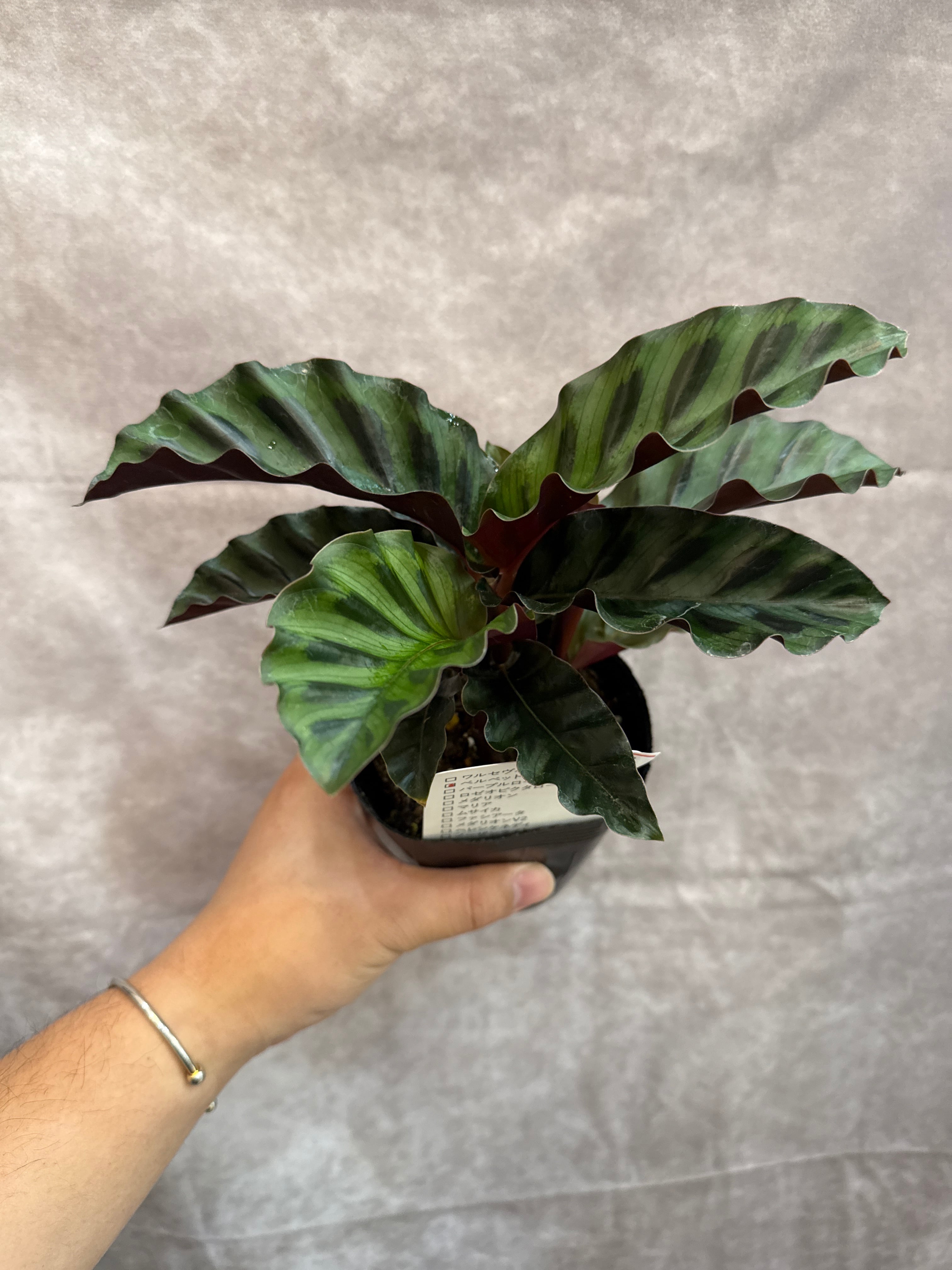 カラテア・マランタ類 | Gardenえん 【観葉熱帯植物】