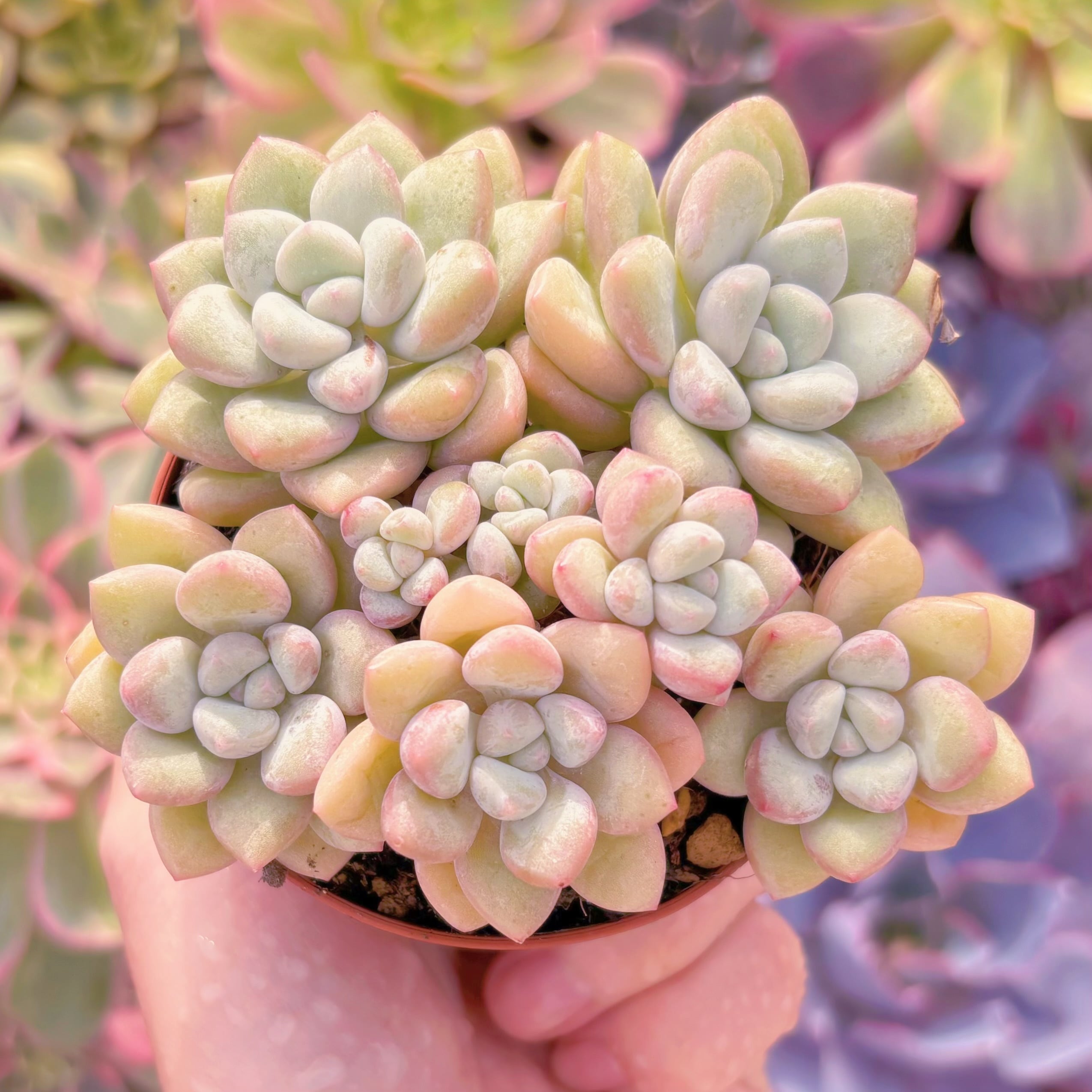 現品　チューインガム#A053　群生　るる農園