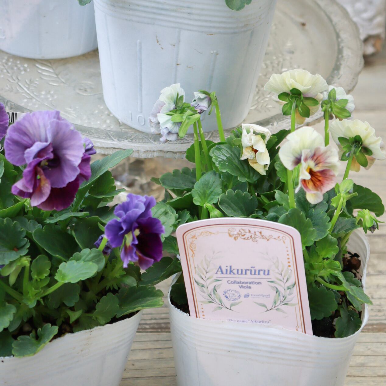 フリル咲きビオラ 'アイクルール' 優美で幻想的な虹のような
