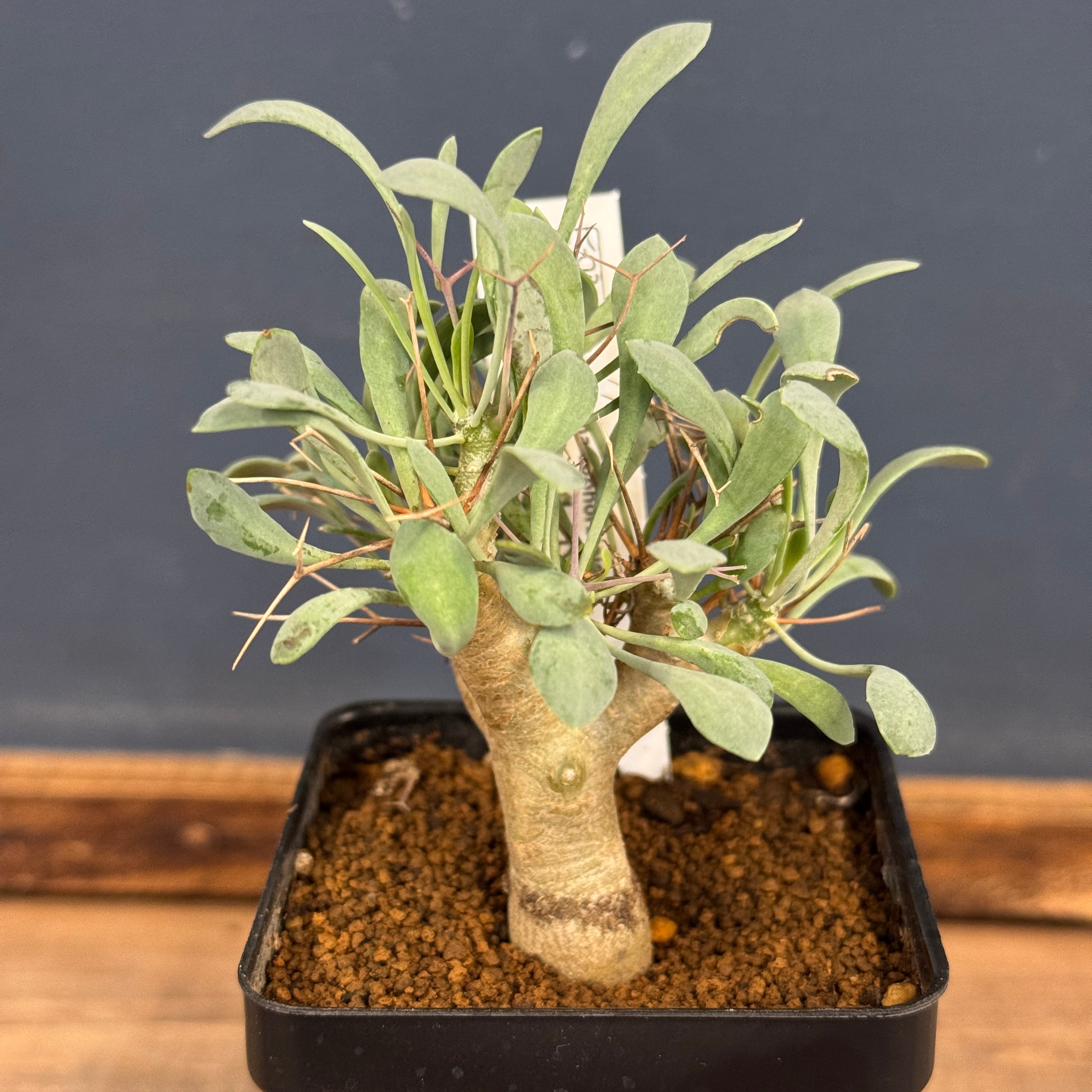 オトンナ ユーフォルビオイデス【961】 | PROTOLEAF プロトリーフ