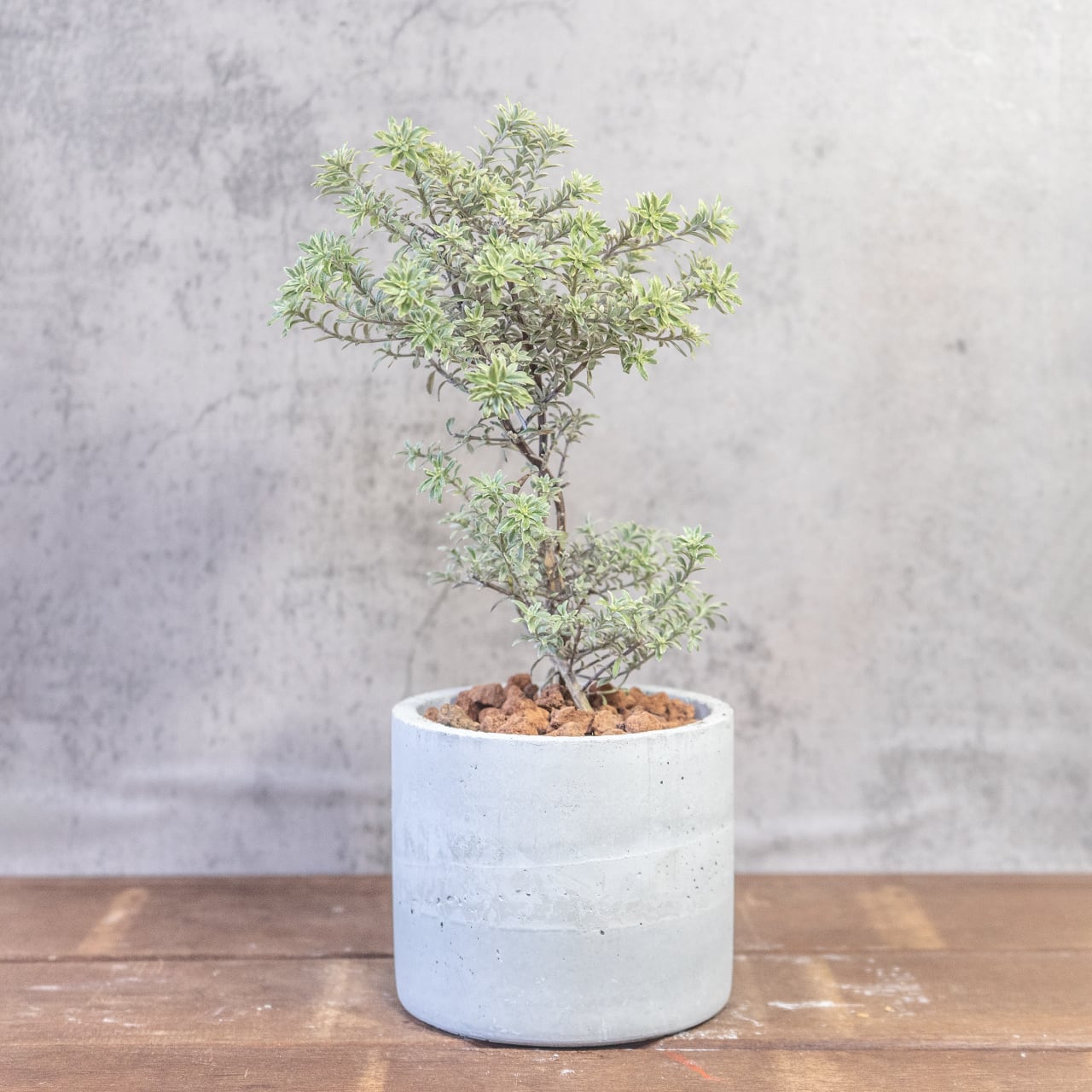 銀葉の美しさ、シルバーの輝き。手づくりモルタル鉢で届けるウエストリンギア・スモーキー。洗練された一鉢、こだわり抜いた一鉢を。■虫発生抑制【全国一律送料850円】