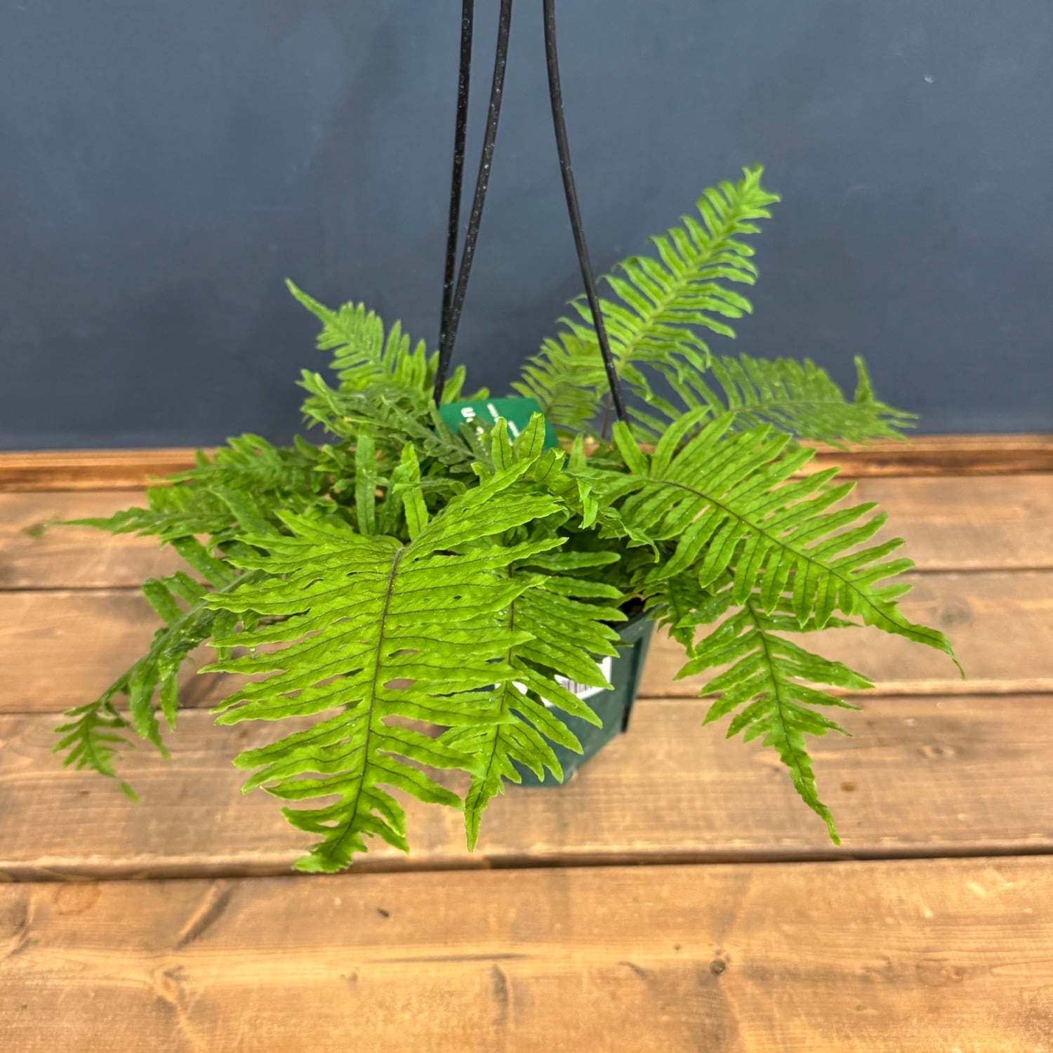 台付　オステオヒラス化石　鉱石　希少　インテリア 石化台湾アオネカズラ【702】 | PROTOLEAF プロトリーフ