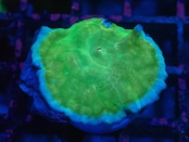 WaterMelonMushroom Premium 3