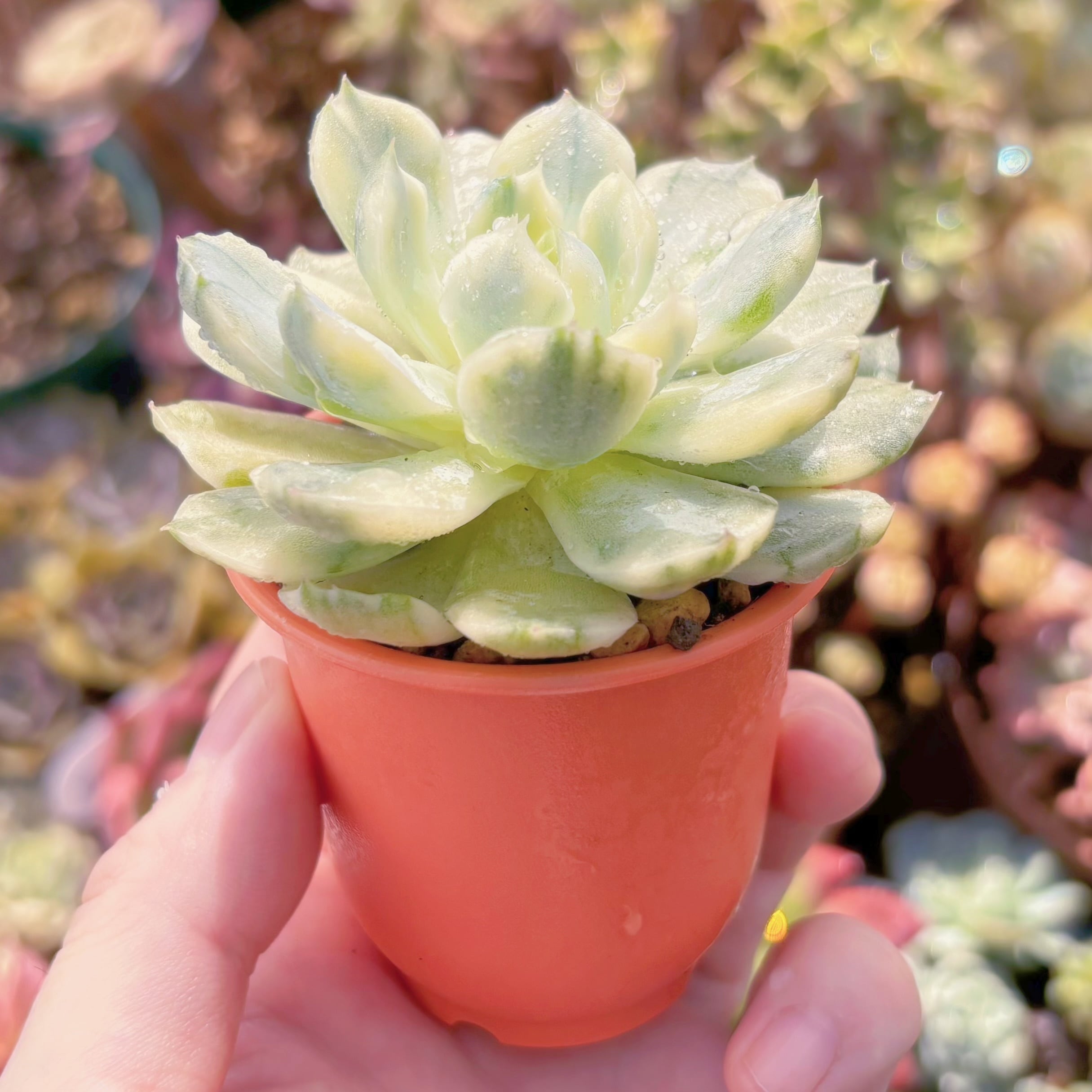 多肉植物 クリームベリー錦 新入荷 るる農園 | るる農園~多肉植物専門