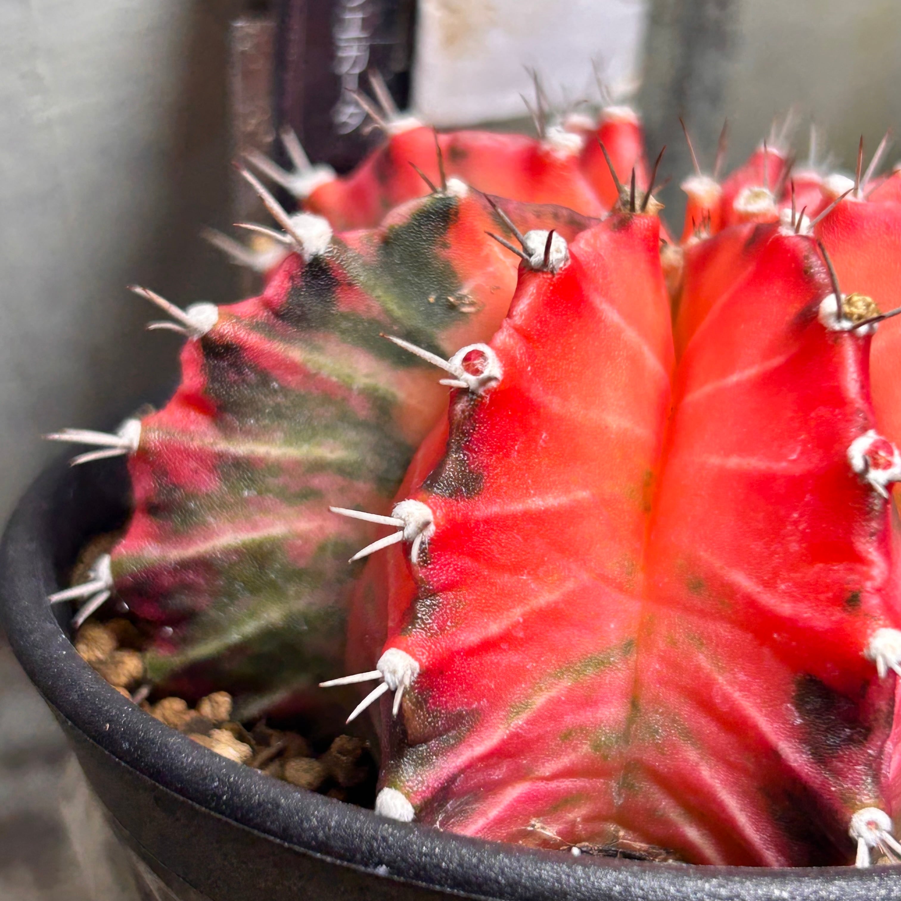T)②ギムノカリキウム ミハノビッチ バリエガータ | RuPo 多肉植物専門店