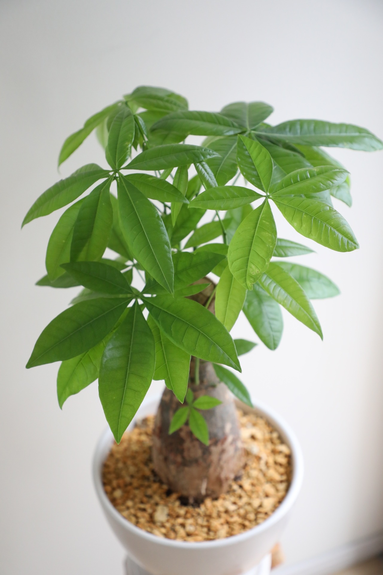 【M】パキラ /Pachira