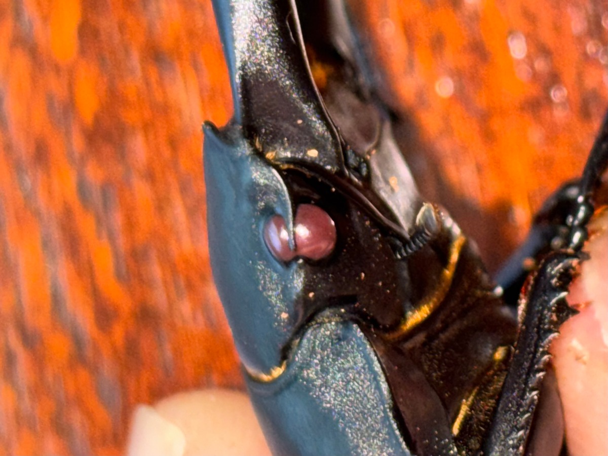 国産オオクワガタ【陽炎 】♂♂♀トリオ レッドアイ 赤眼 | クワガタ工房 dorcus_non