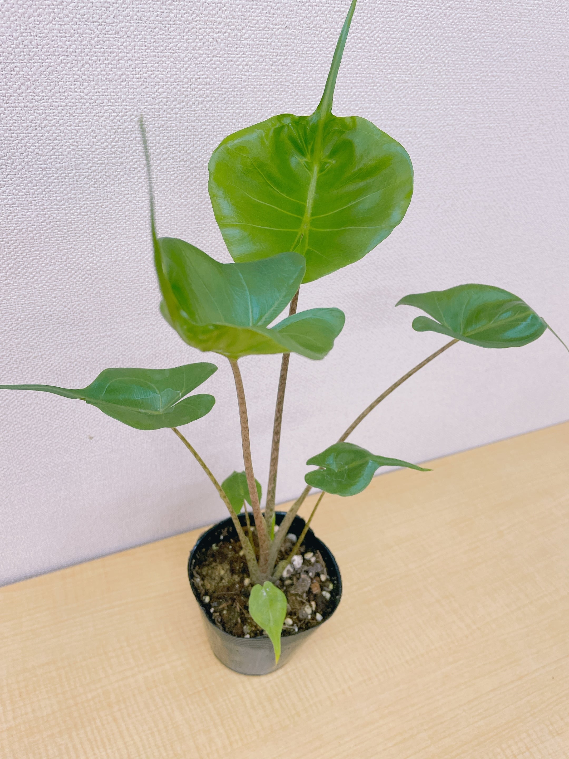 レア！希少種！美株！アロカシア シンポ (Hybrid) ⭐︎送料込⭐︎