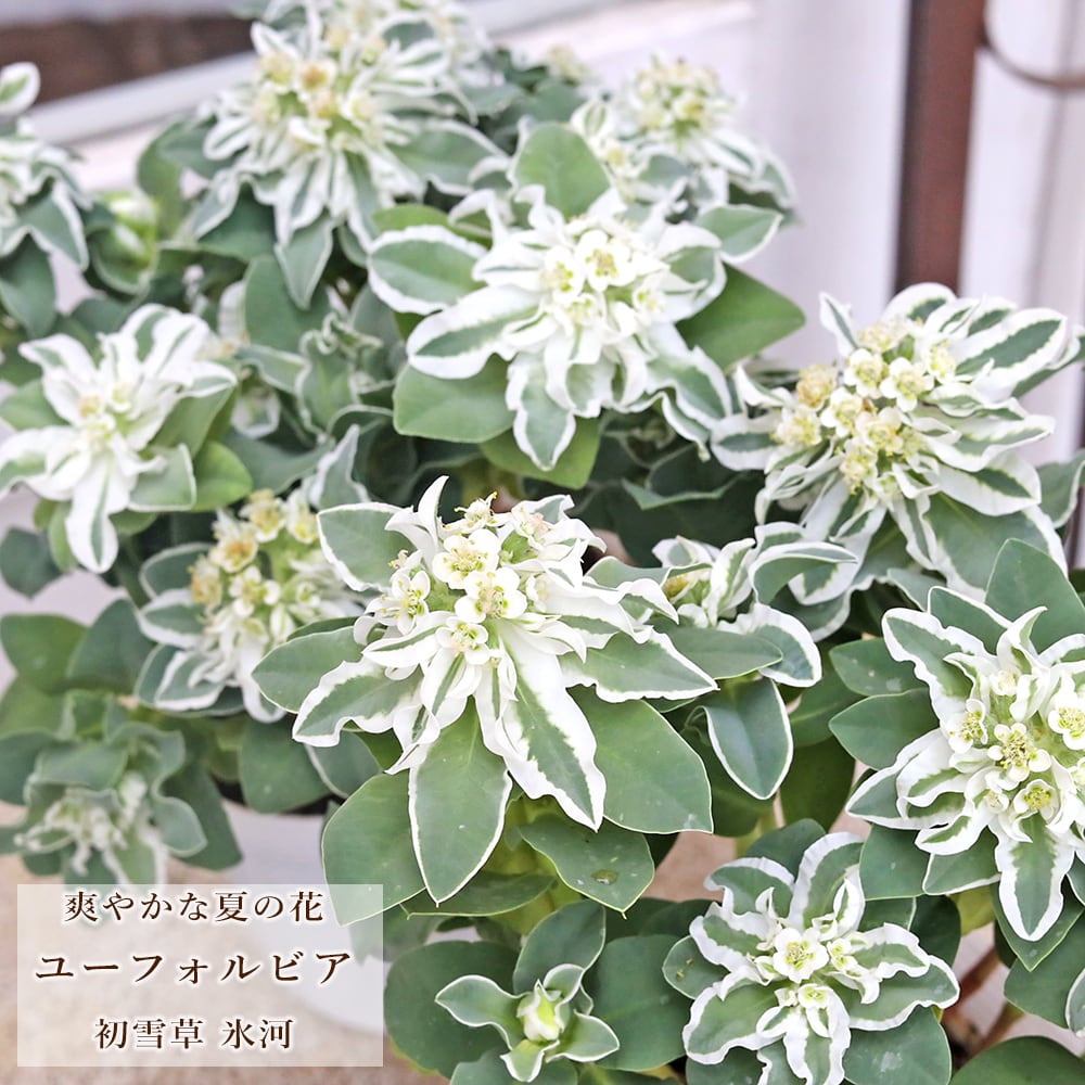 季節の花苗6点おまかせセット おしゃれ かわいい 赤 ピンク ホワイト
