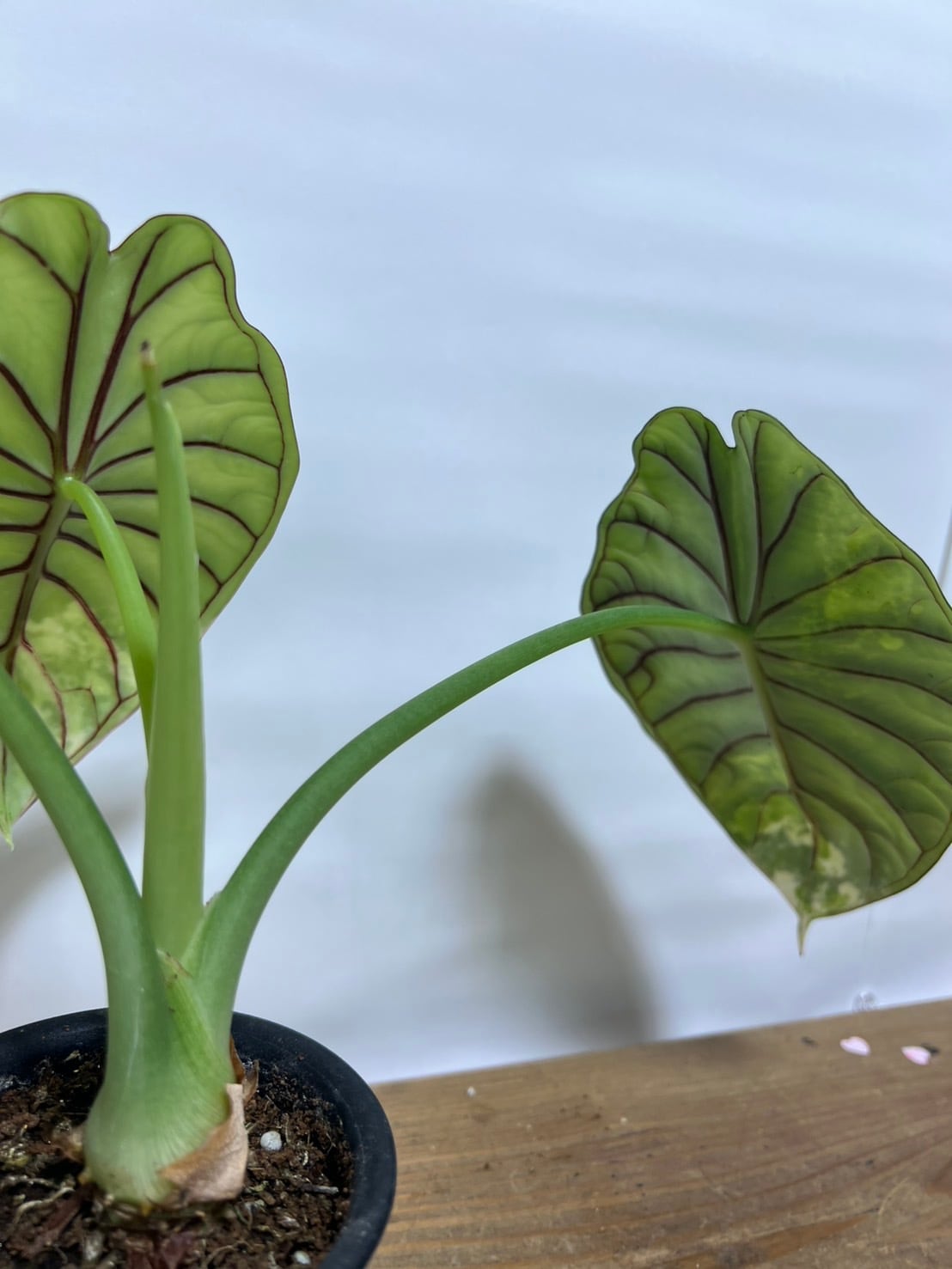 アロカシア・ドラゴンスケール・バリエガータ Alocasia Dragon Scale