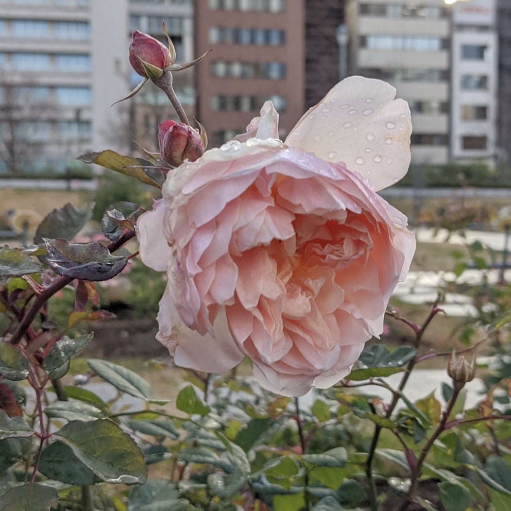 メアリー マグダレン 天空のバラ園 無農薬バラ苗 花苗 クレマチス ハーブ産直販売