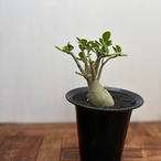 Adenium obesum【アデニウム・オベスム】