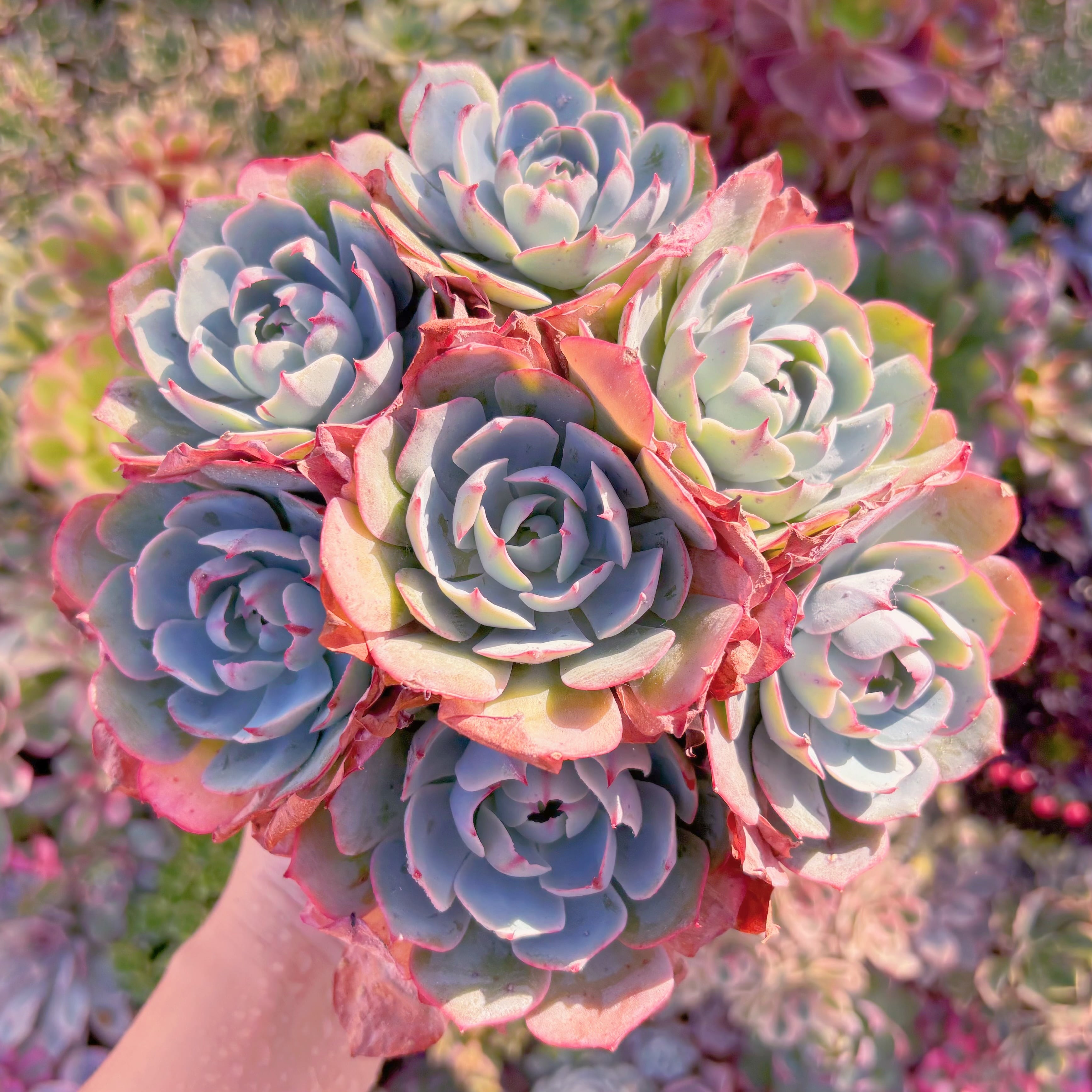 現品　アミスター#844　特大群生　るる農園