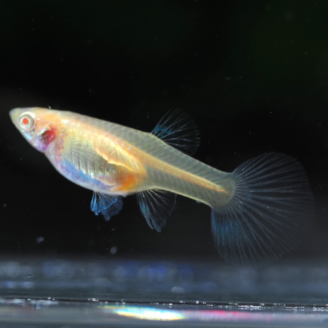 【専用】RREAブルートパーズ　1ペア