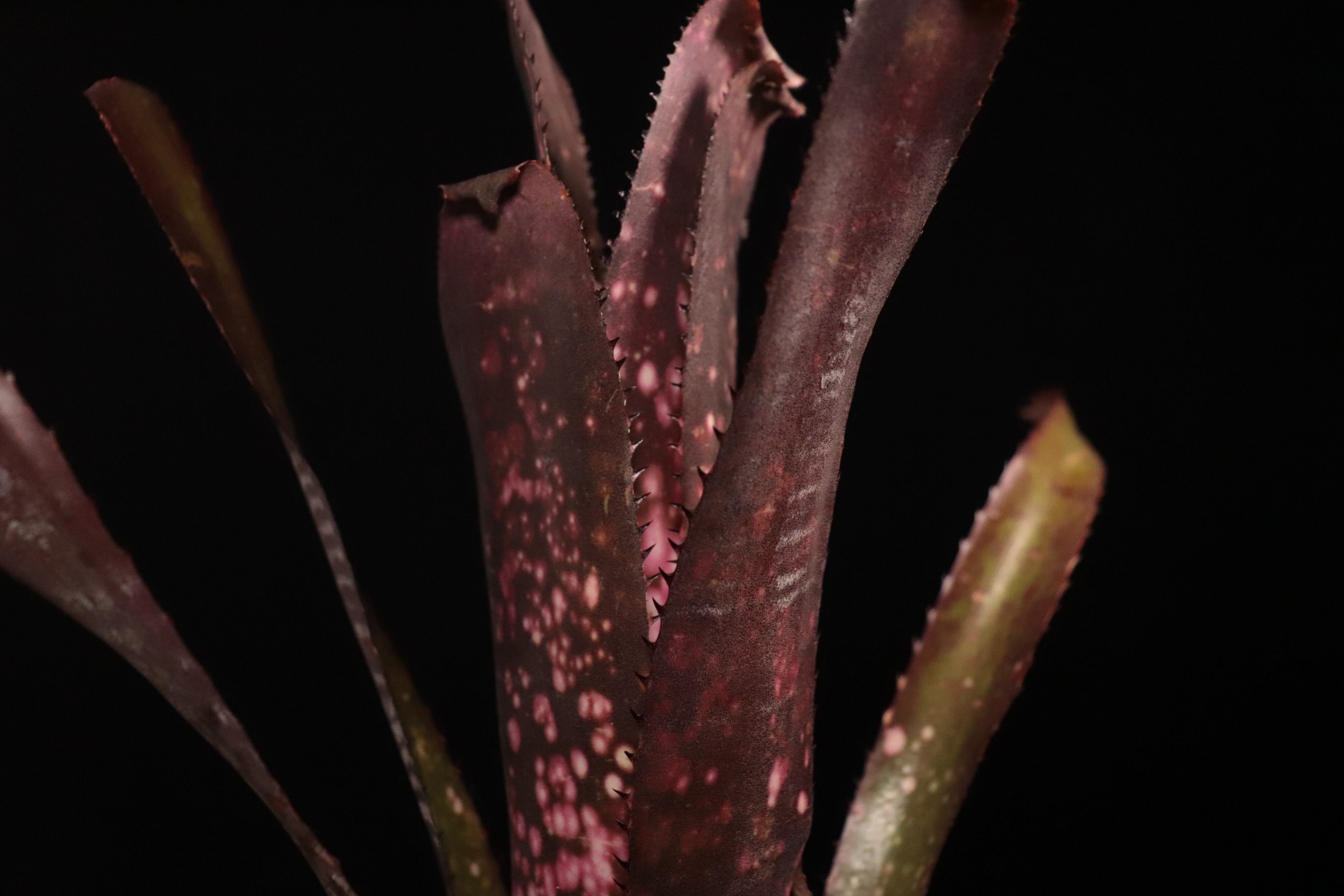 Billbergia 'Berry Blast'〔ビルベルギア〕B343 | plane plants