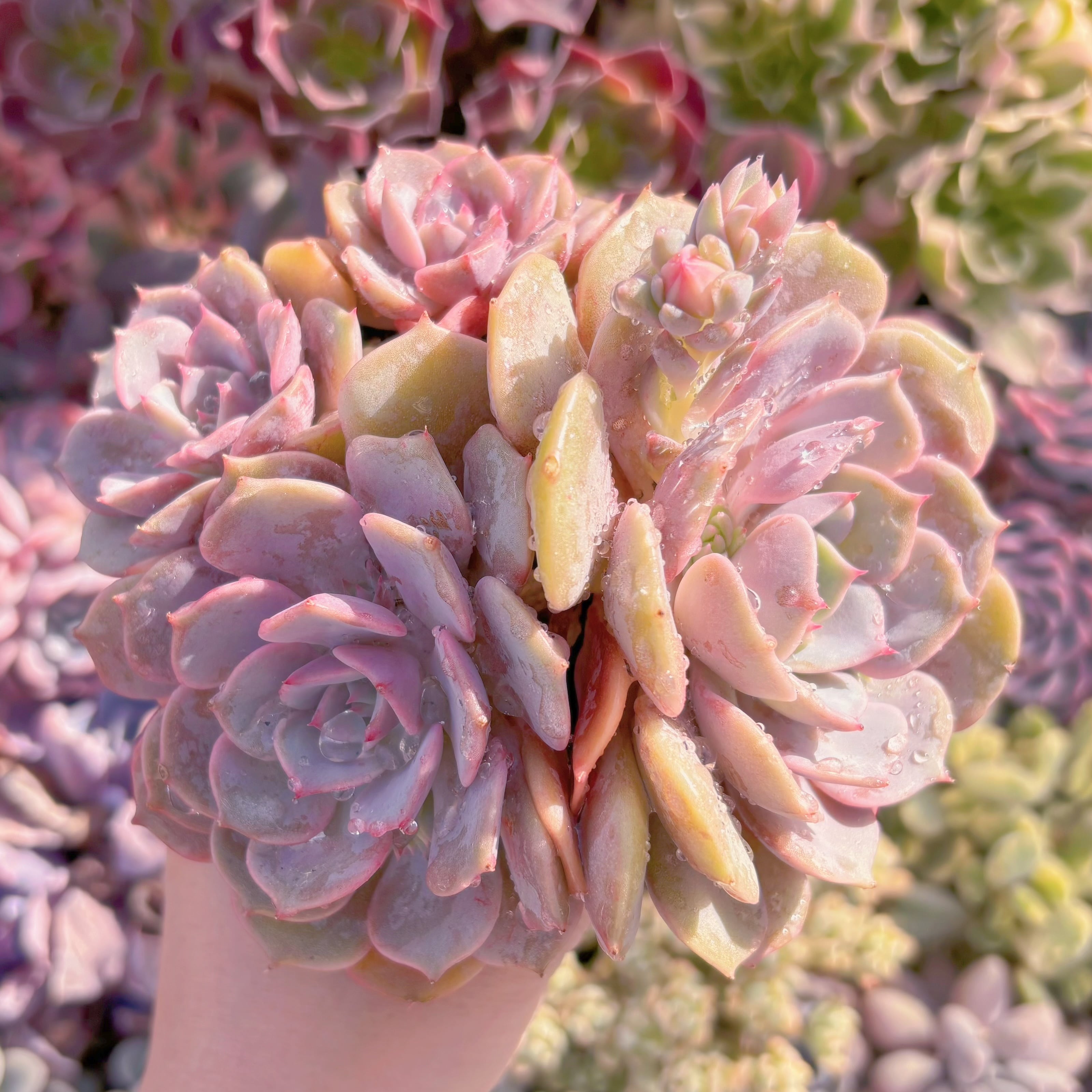 現品　ピンクローラ#220　大群生　新入荷　るる農園