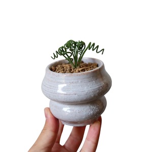 アルブカ スピラリス フリズルシズル