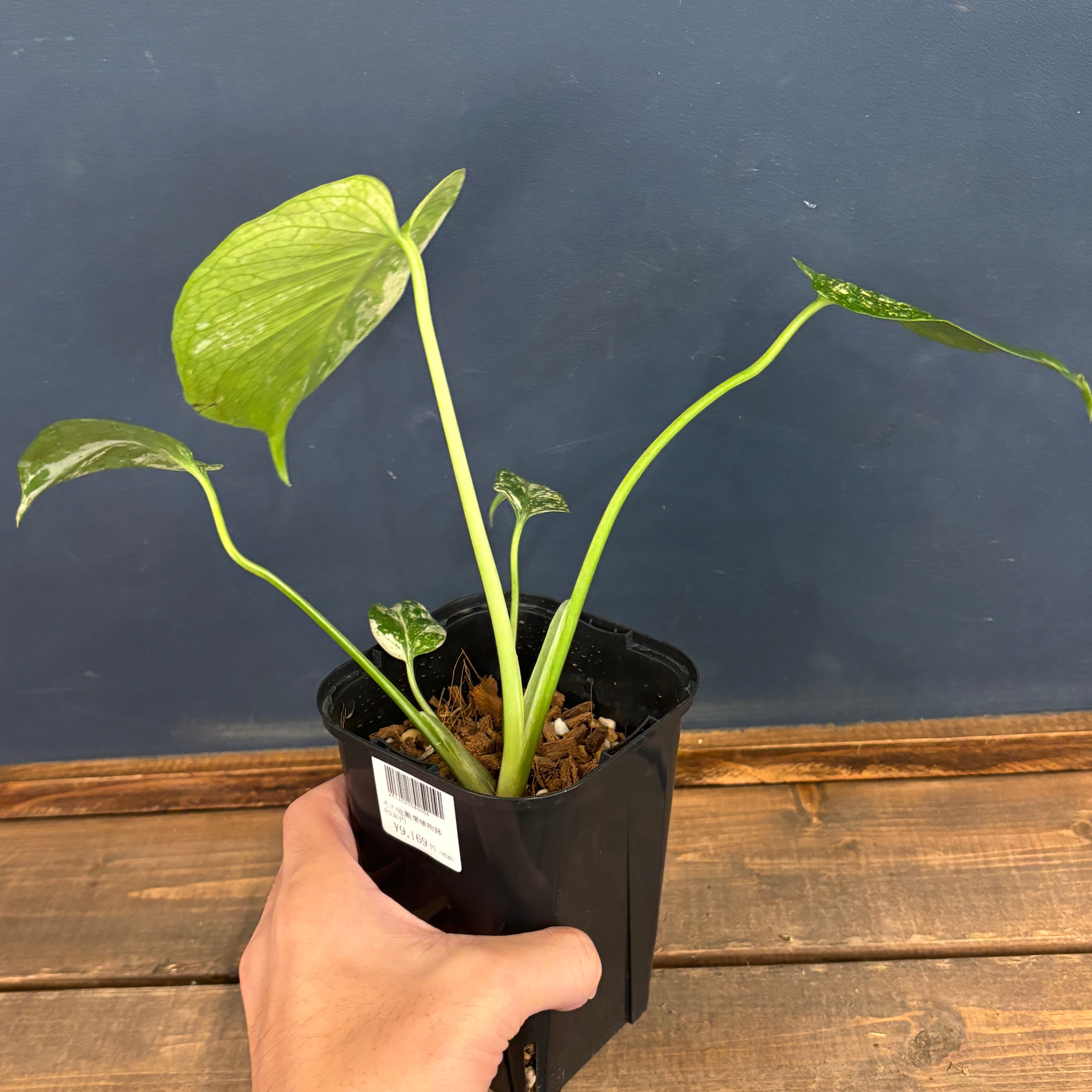 モンステラ ホワイトモンスター【868】 | PROTOLEAF プロトリーフ