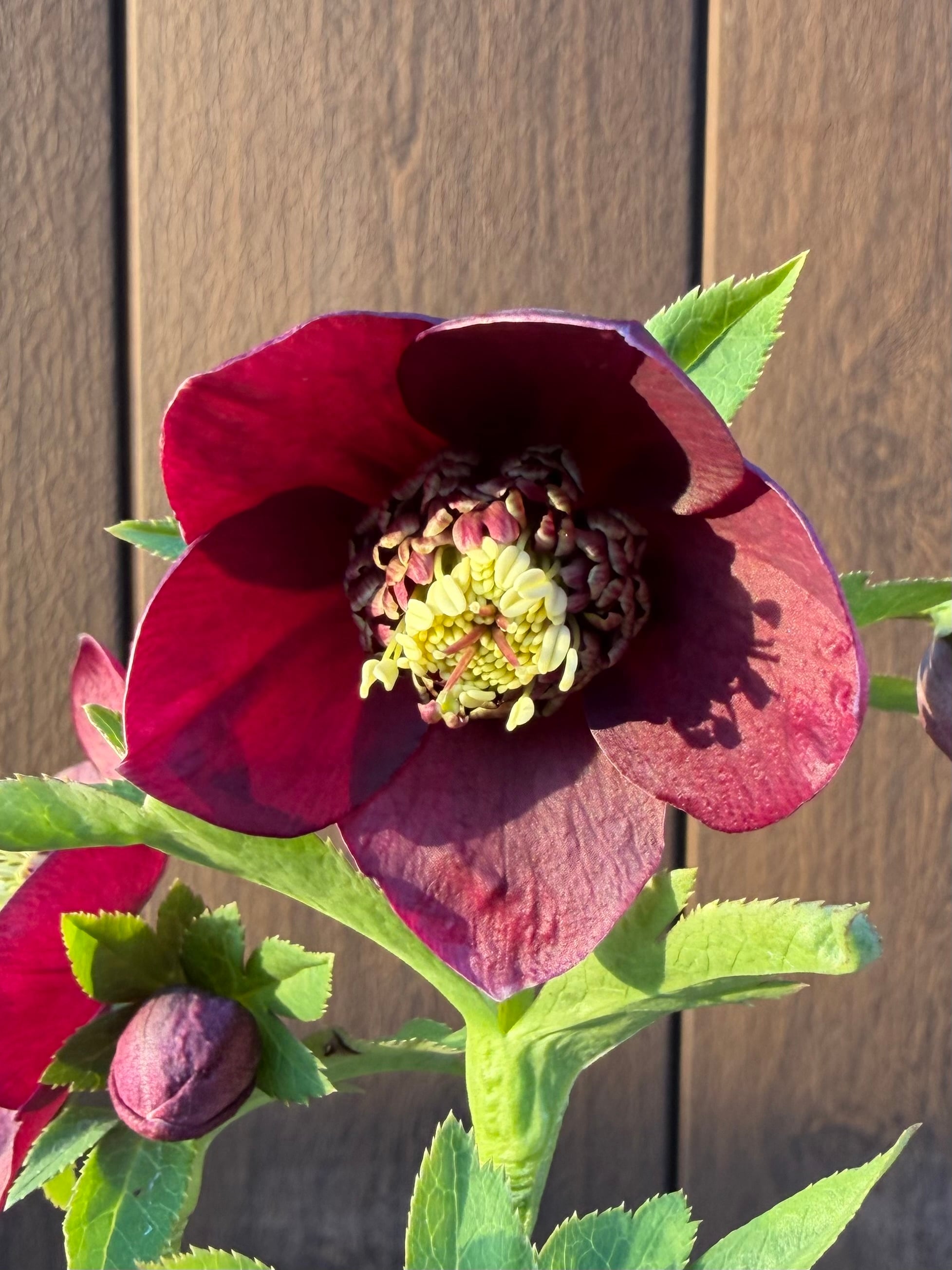 キラメキ寄りグロッシー☆モーリー系ディープレッド 加藤農園