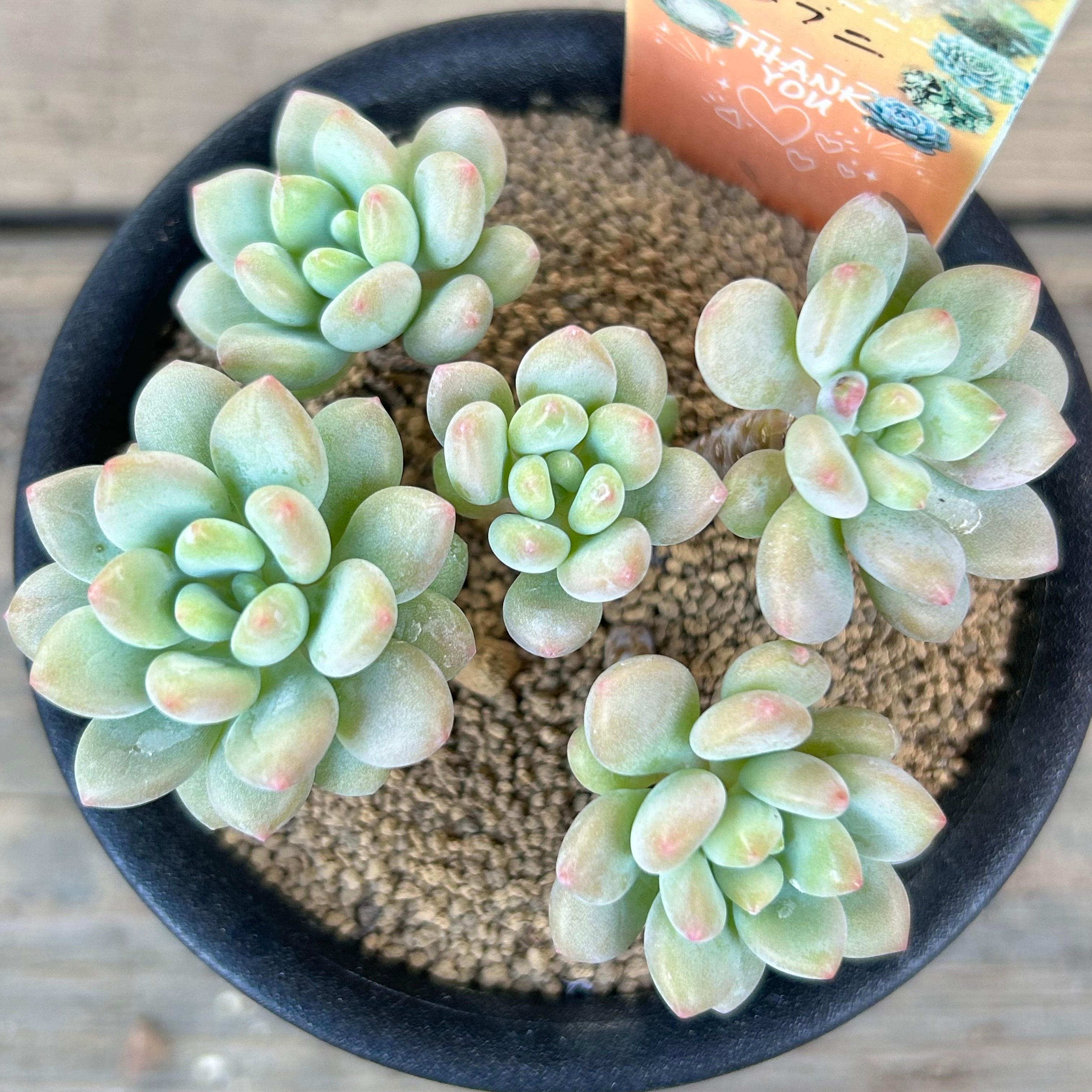 韓国苗 | RuPo 多肉植物専門店 韓国苗 | RuPo 多肉植物専門店
