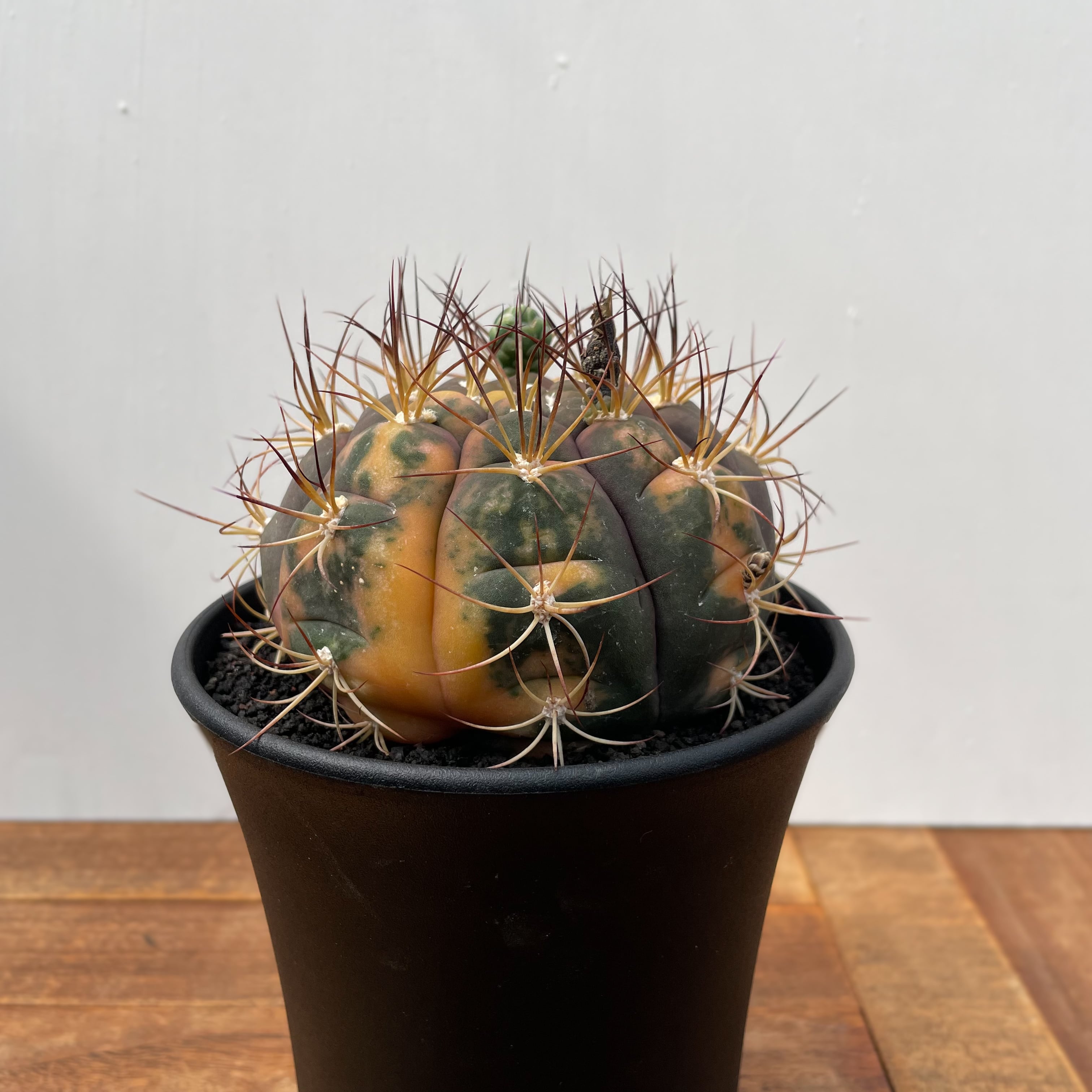 Gymnocalycium pflanzii v. albipulpa【ギムノカリキウム・尾形丸錦