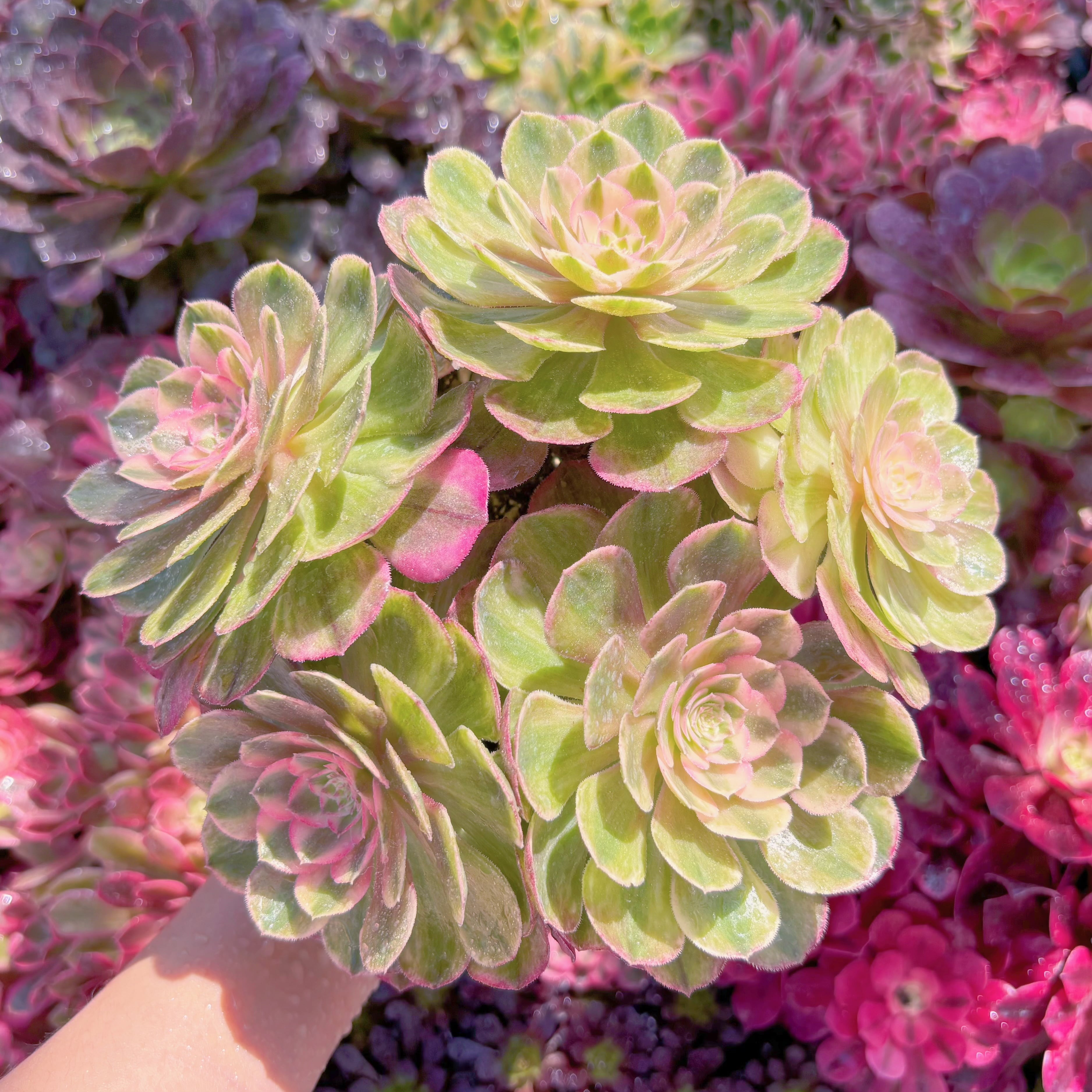 現品　Kaleidoscope#M097　大群生　新入荷　るる農園