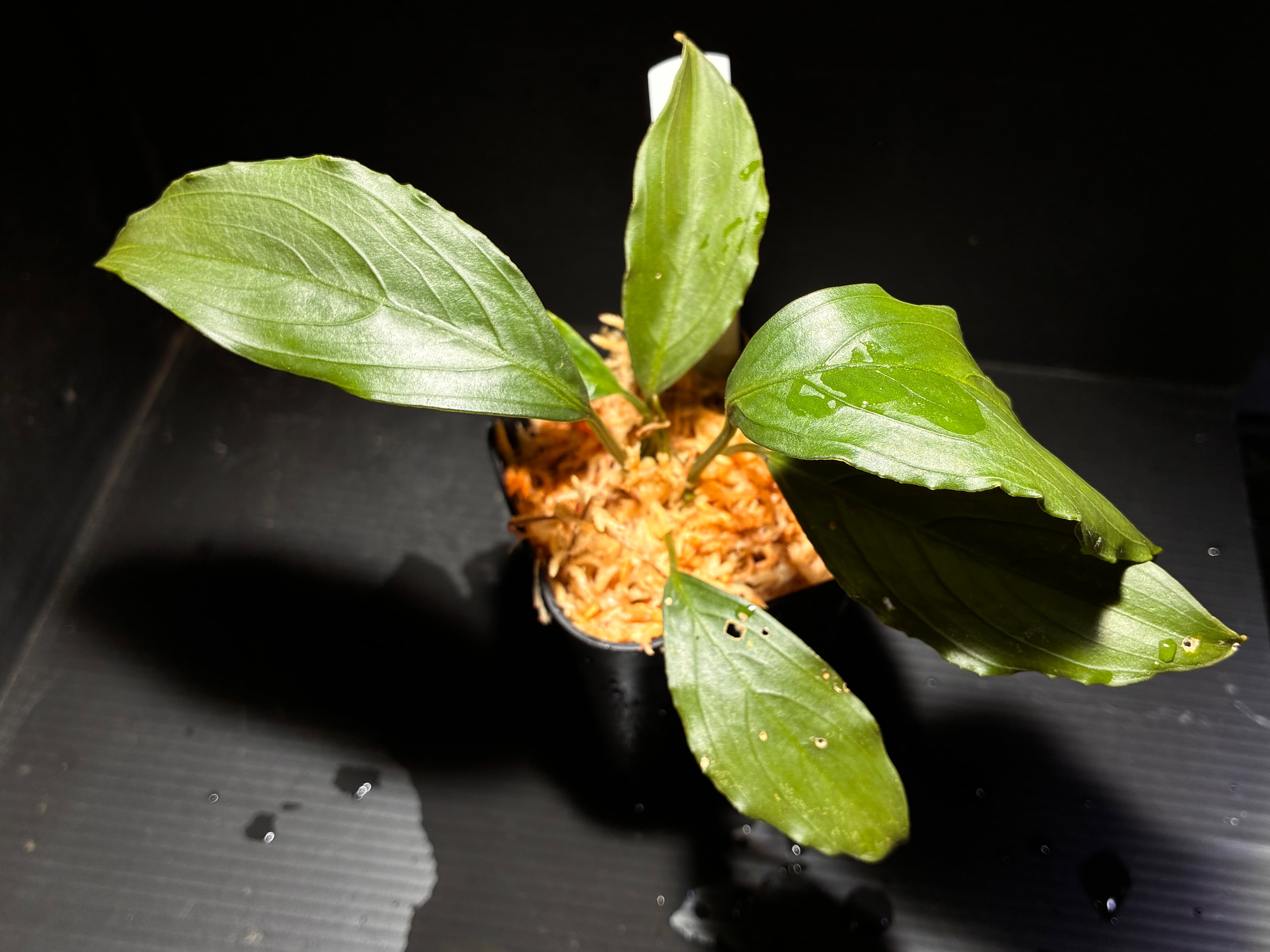 Bucephalandra sp.Kedagang Pink Variegata（ブセファランドラsp.クダ
