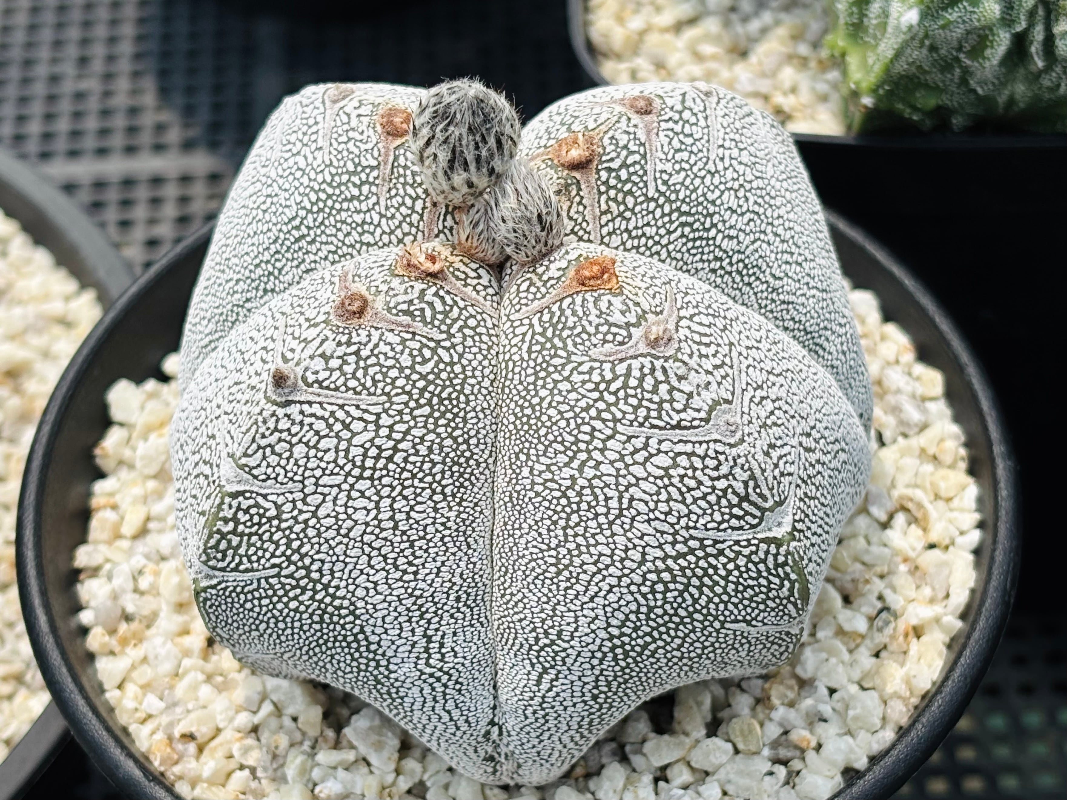 種子】Astrophytum myriostigma アストロフィツム ランポー玉 恩塚鸞鳳