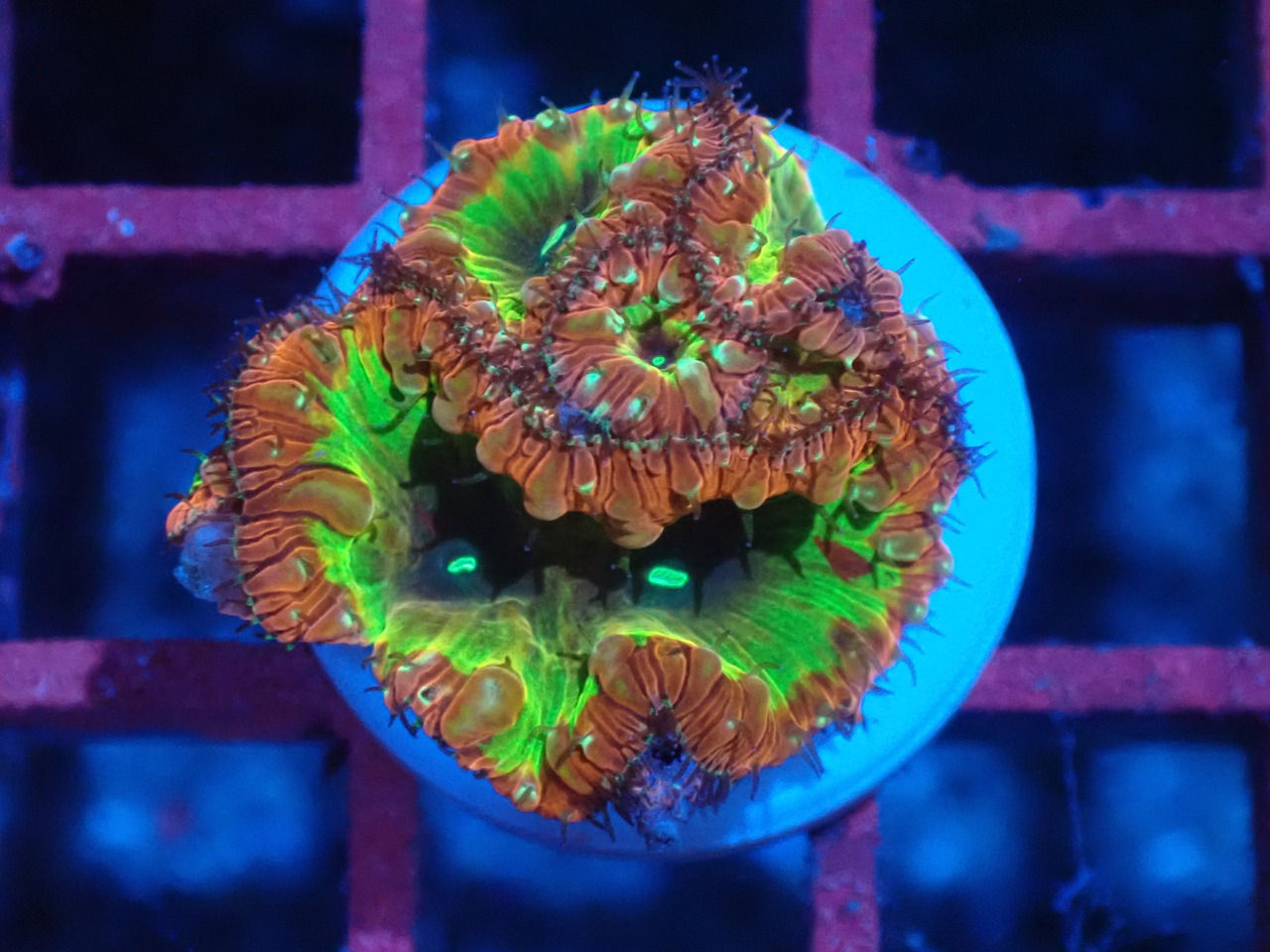 Blastomussa PremiumFrag 4