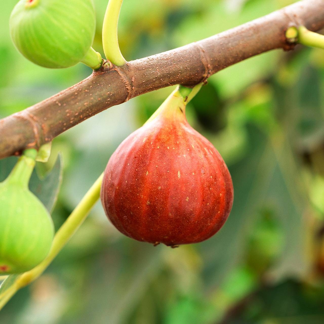 予約注文限定10%オフ!【R8年度】農家直送 加工用雪国いちじく 4個入り×4パック ご自宅用に◎