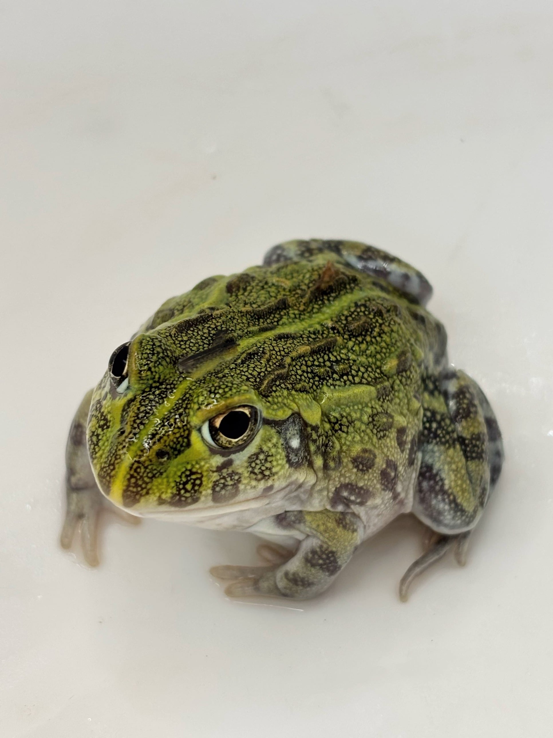アフリカウシガエル⑧ 1匹 | まるころ商店〜まるくてころころした
