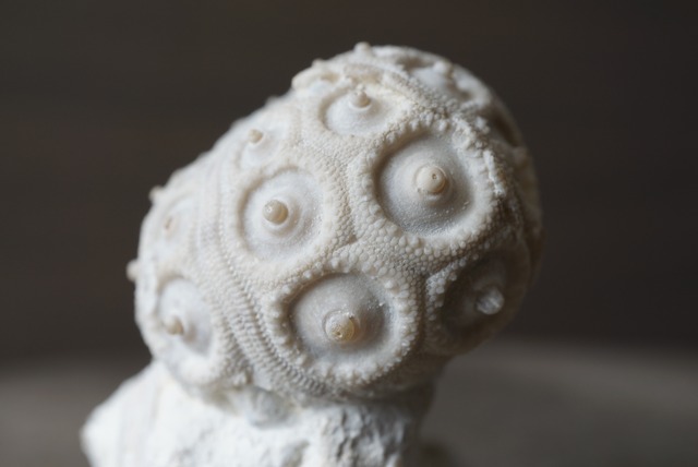 フランス産ウニ化石 Stereocidaris 1422