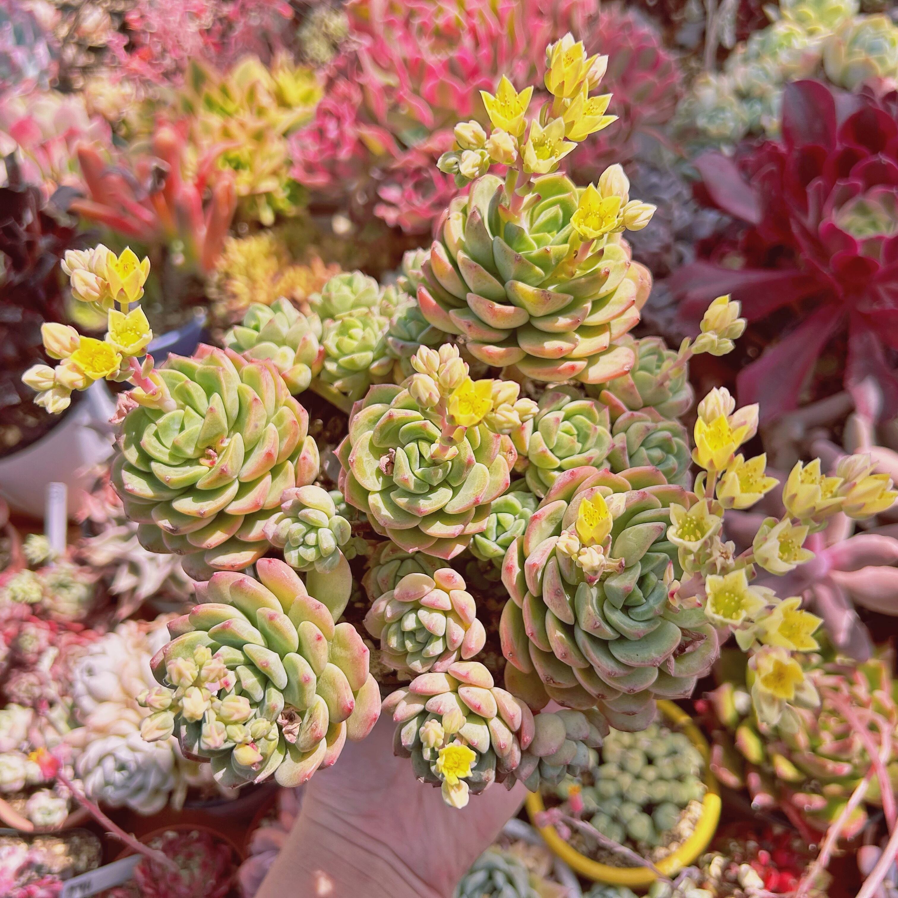 現物　多肉植物　マッコスxバニラビス　特大