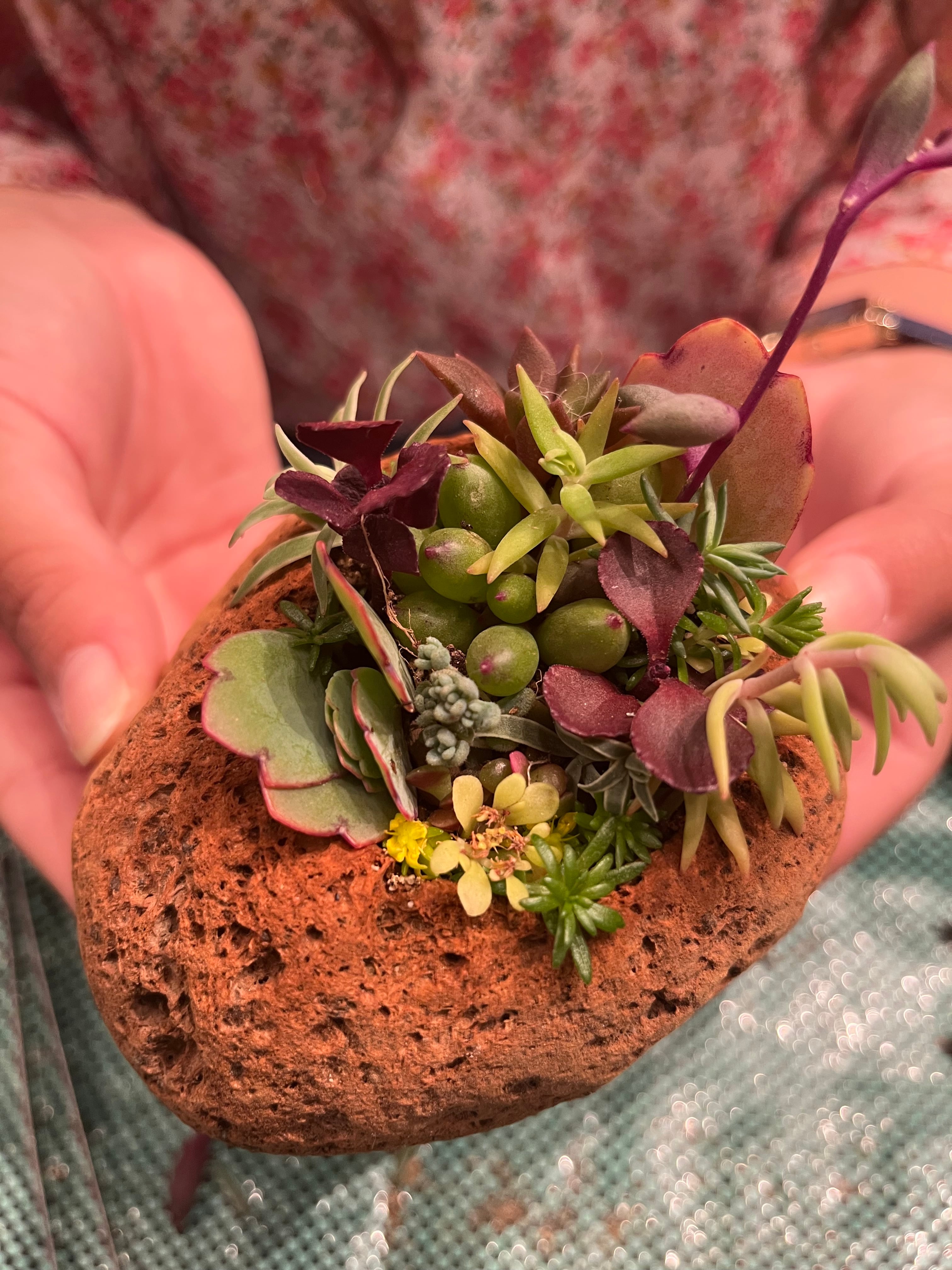 軽くて、かわいい！ 軽石プランターミニタイプ | 木・花・咲・mocca.sac