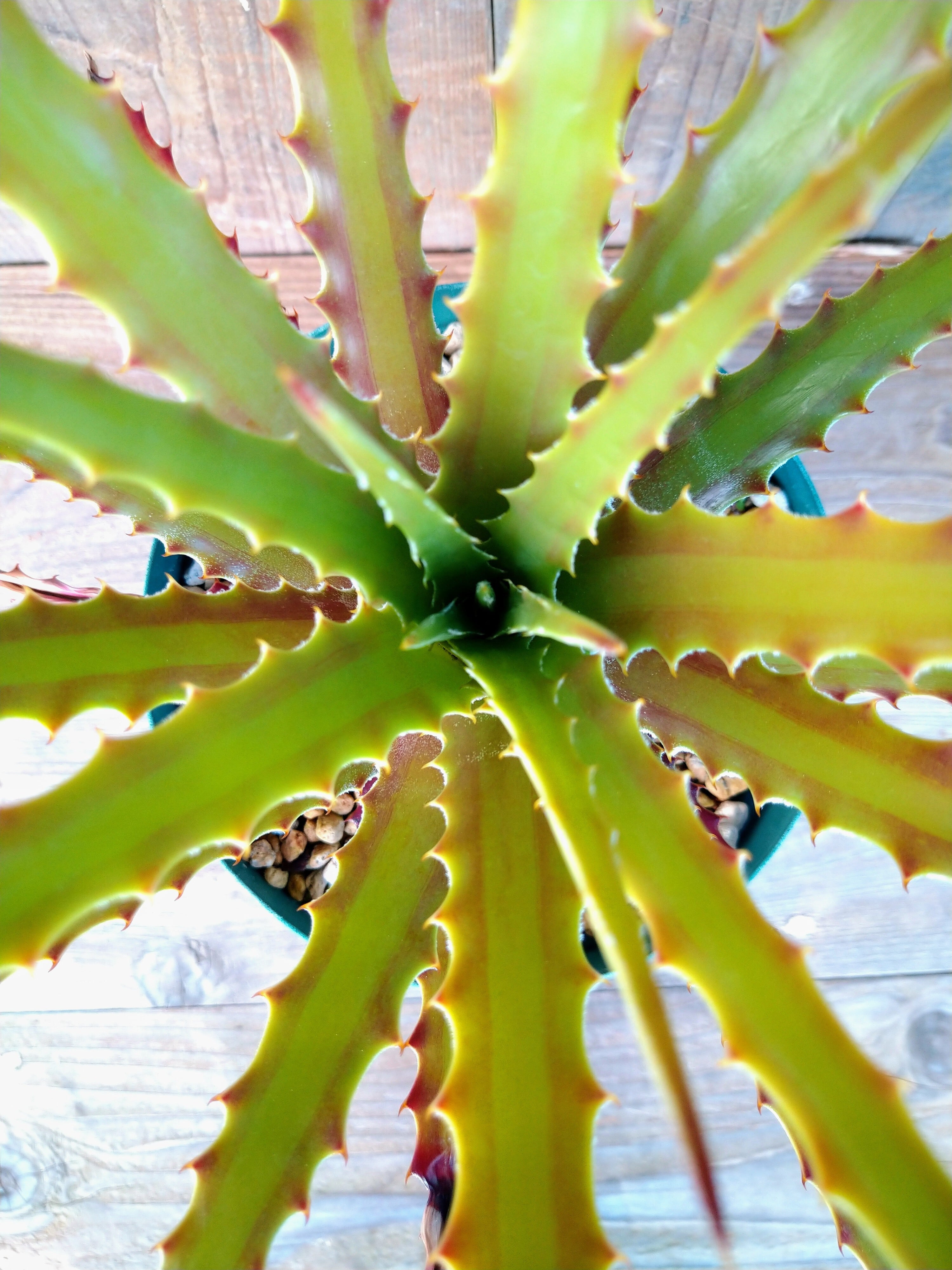 ヘクチア sp クエルナバカ hechtia sp Cuernavaca | フラワー