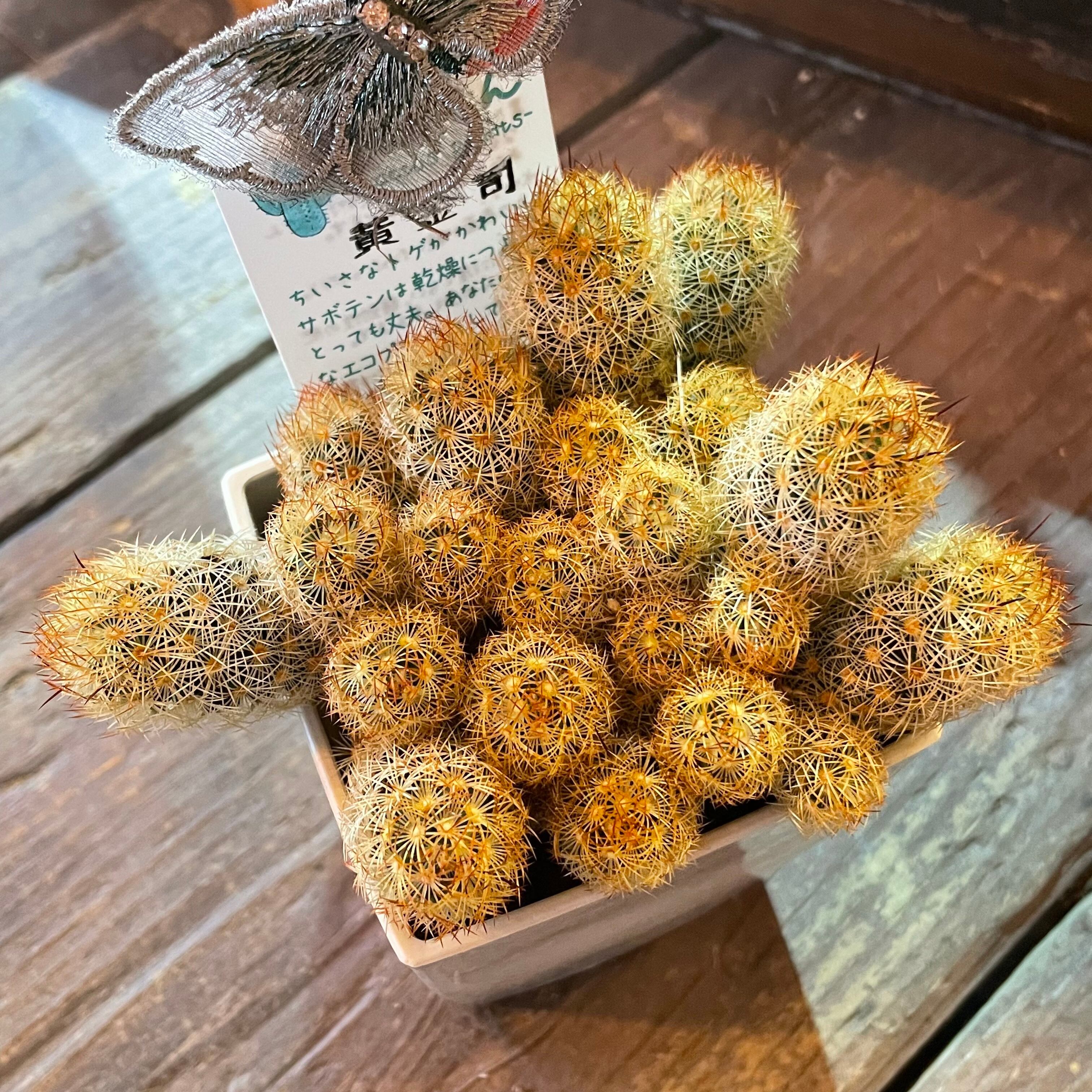 T)黄金司 サボテン | RuPo 多肉植物専門店