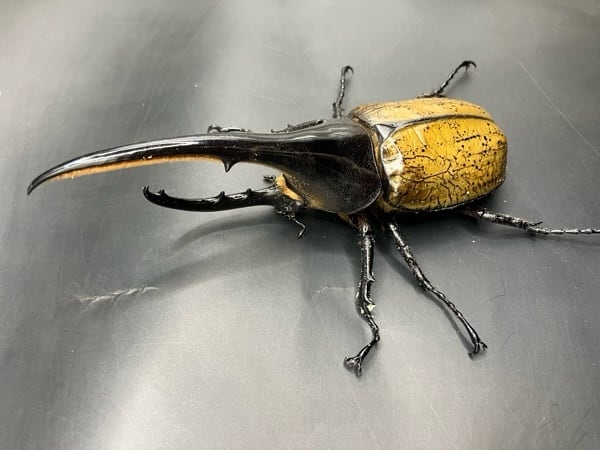 ヘラクレスオオカブト オス成虫　約140mm 死着保証◯】140mm~145mm ヘラクレスオオカブト 成虫 オス