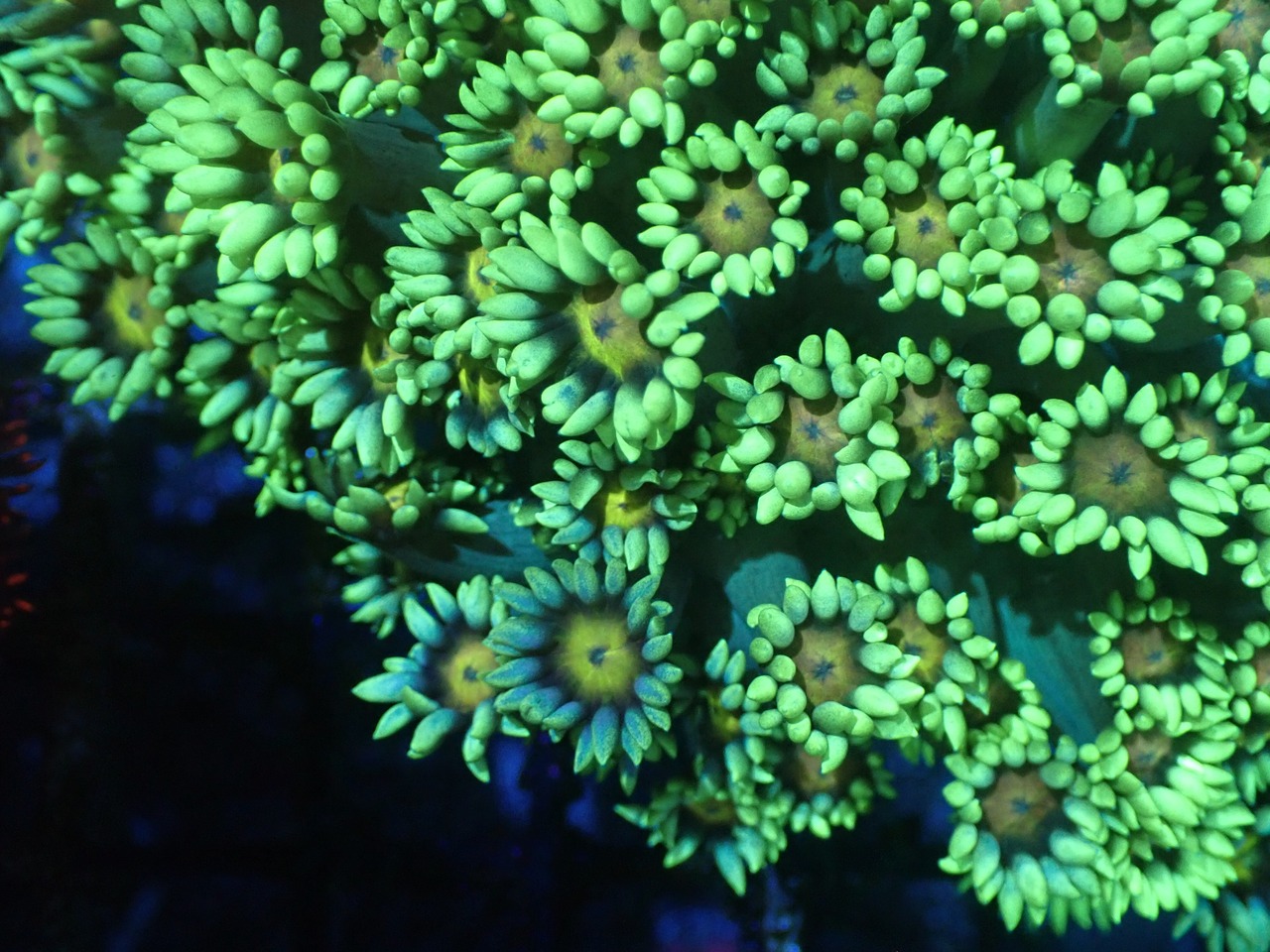 Goniopora GraftedYollowEye FromMakassar