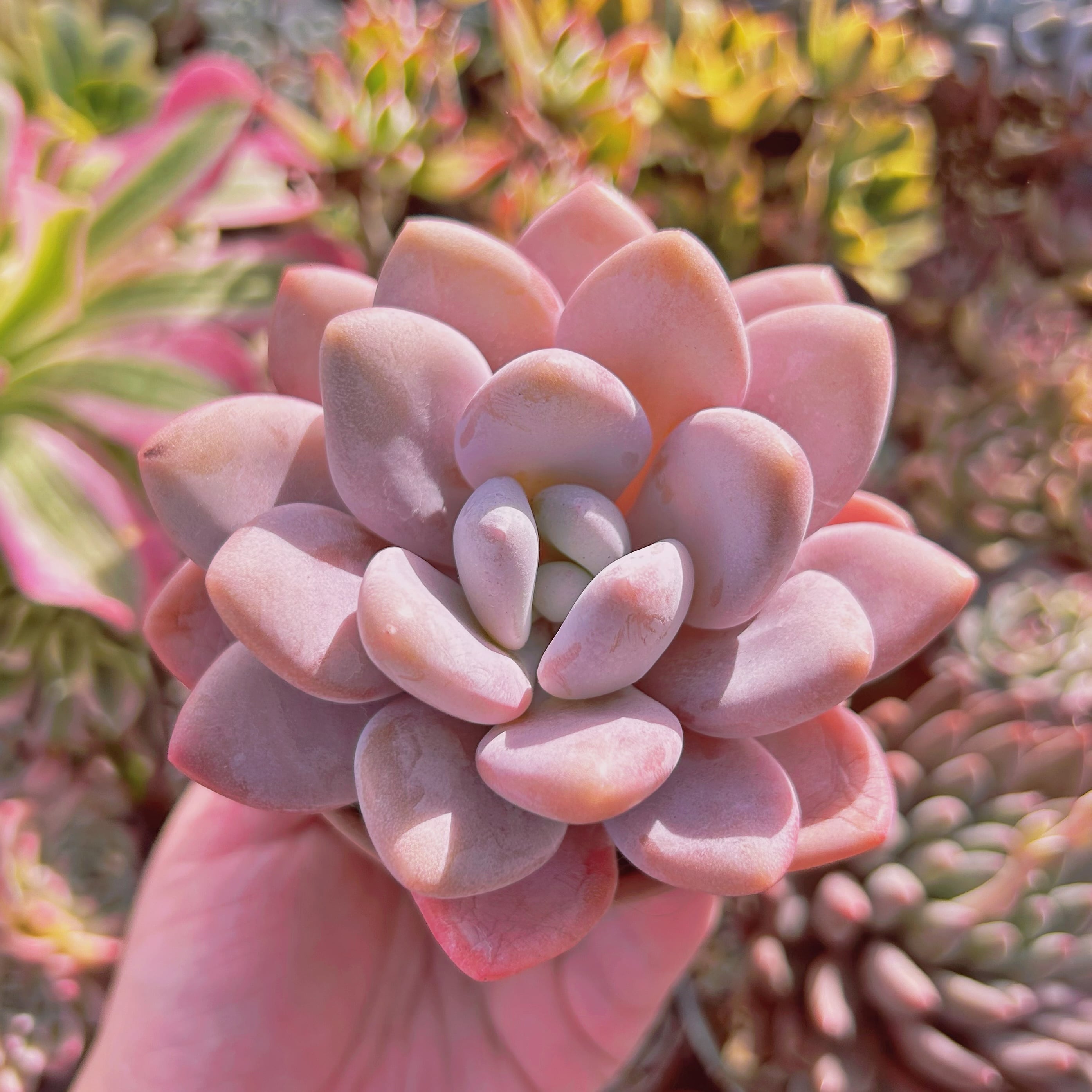 多肉植物　新品種　ピンクシフォン　特大　直径9cm