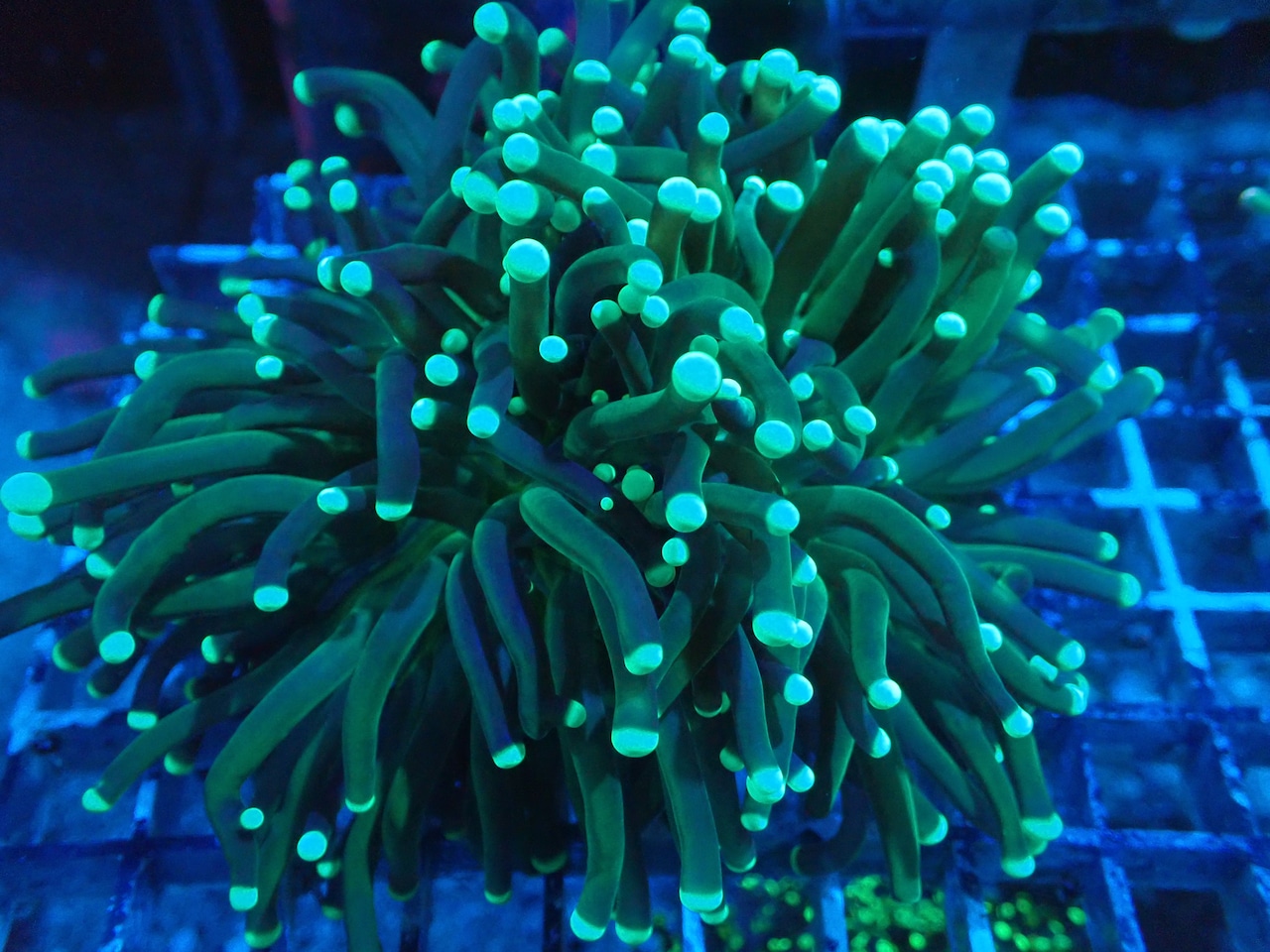 GreenTorch FromWild 3