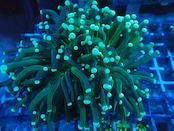 GreenTorch FromWild 3