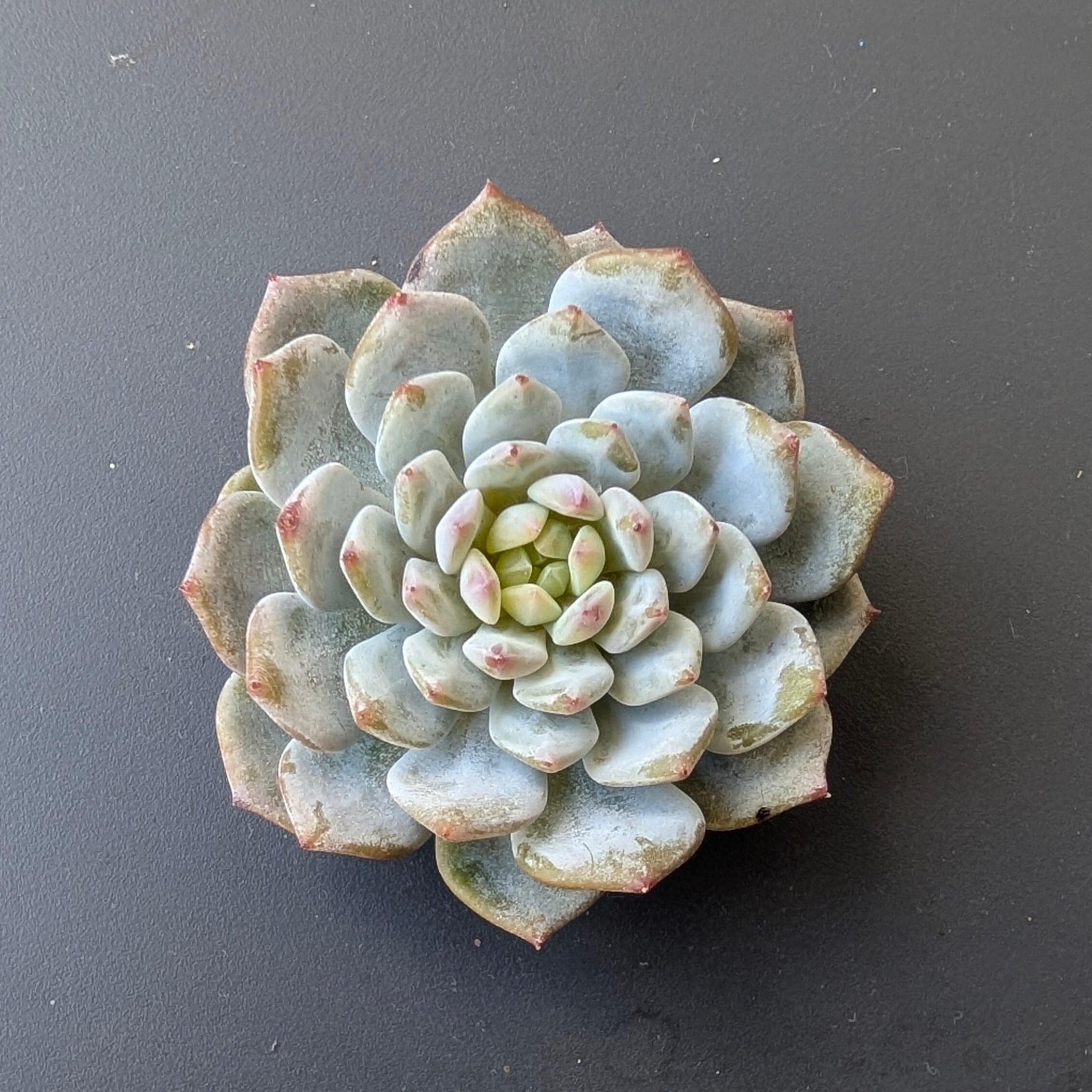 新作！】エケべリア韓国苗 ロンギシマ X ブラックローズ 多肉植物 多肉