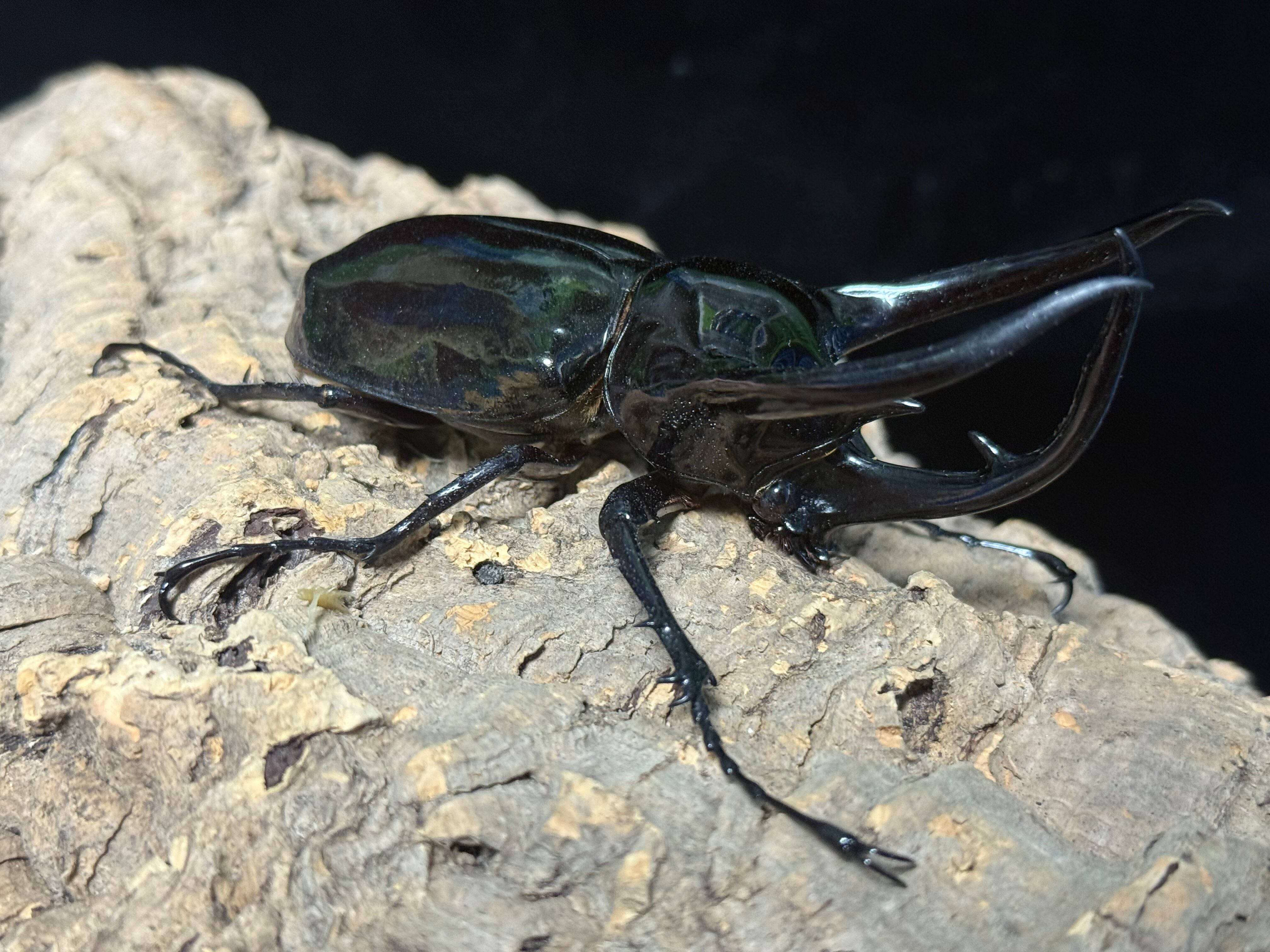 WD タイリクコーカサス ♂112mm ♀57mm ペア | BeetleHouse79
