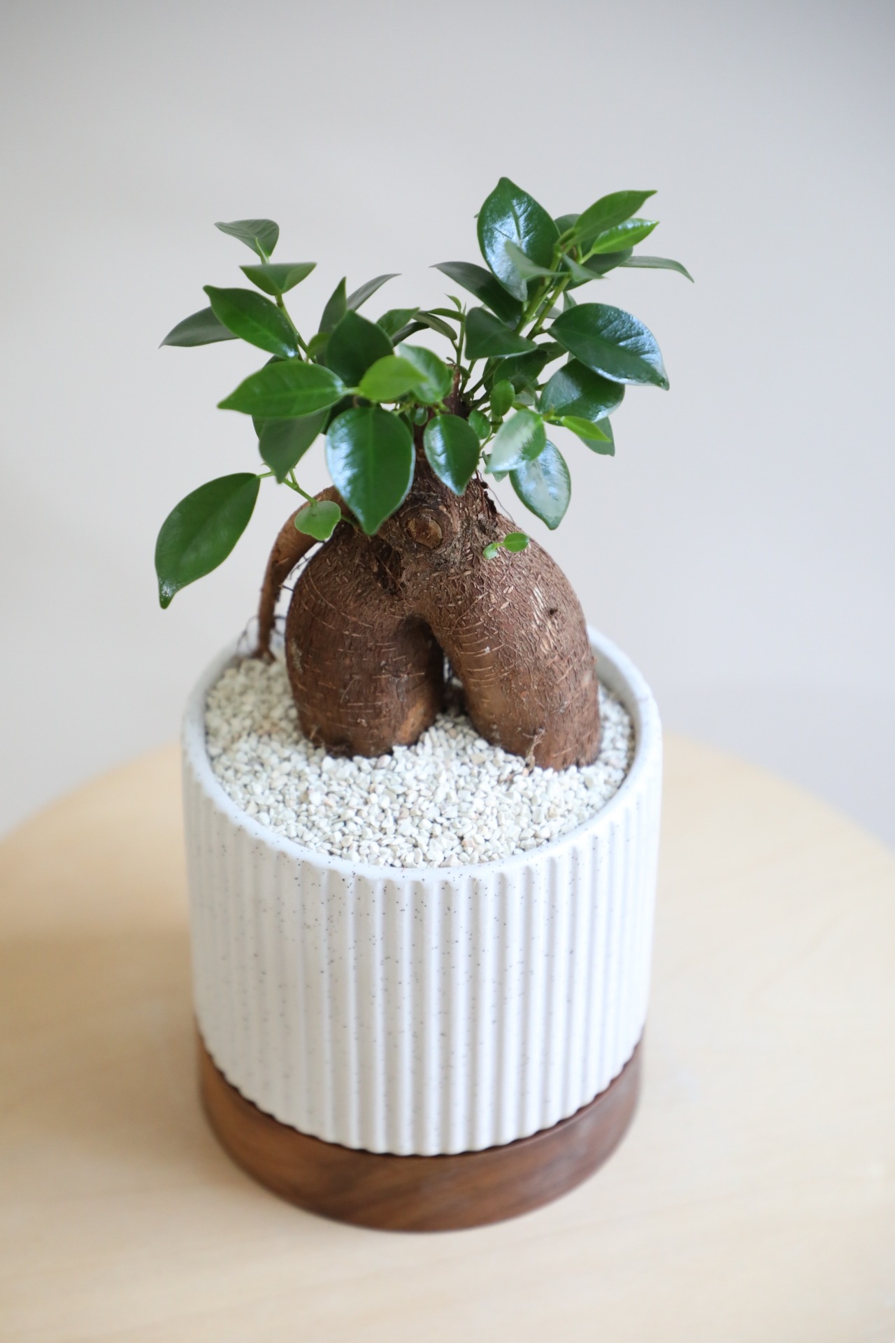 【S】ガジュマル/Ficus microcarpa