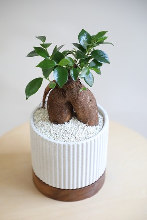 【S】ガジュマル/Ficus microcarpa