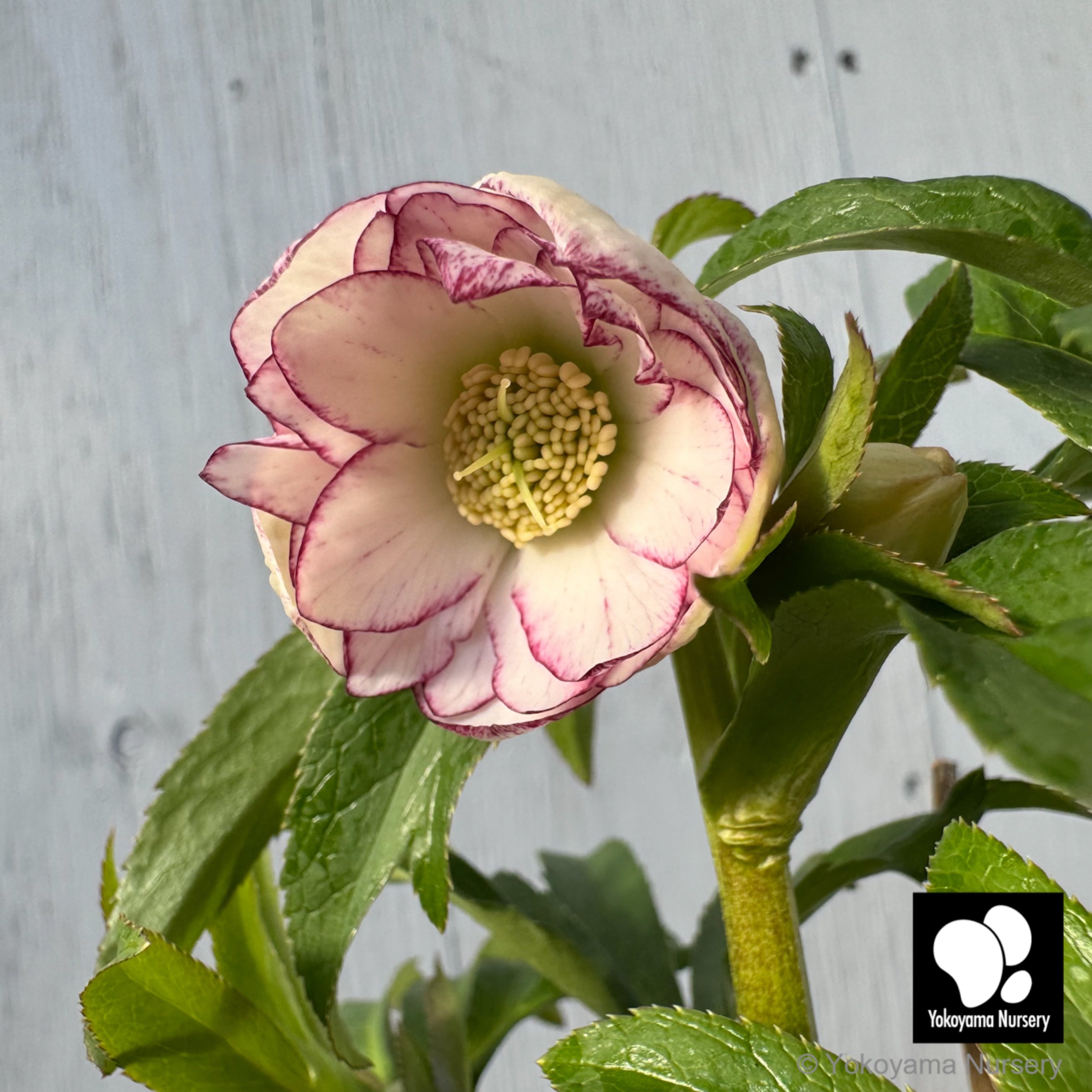 抽選販売】［20］ クリスマスローズ プチドール ホワイト ピコティー