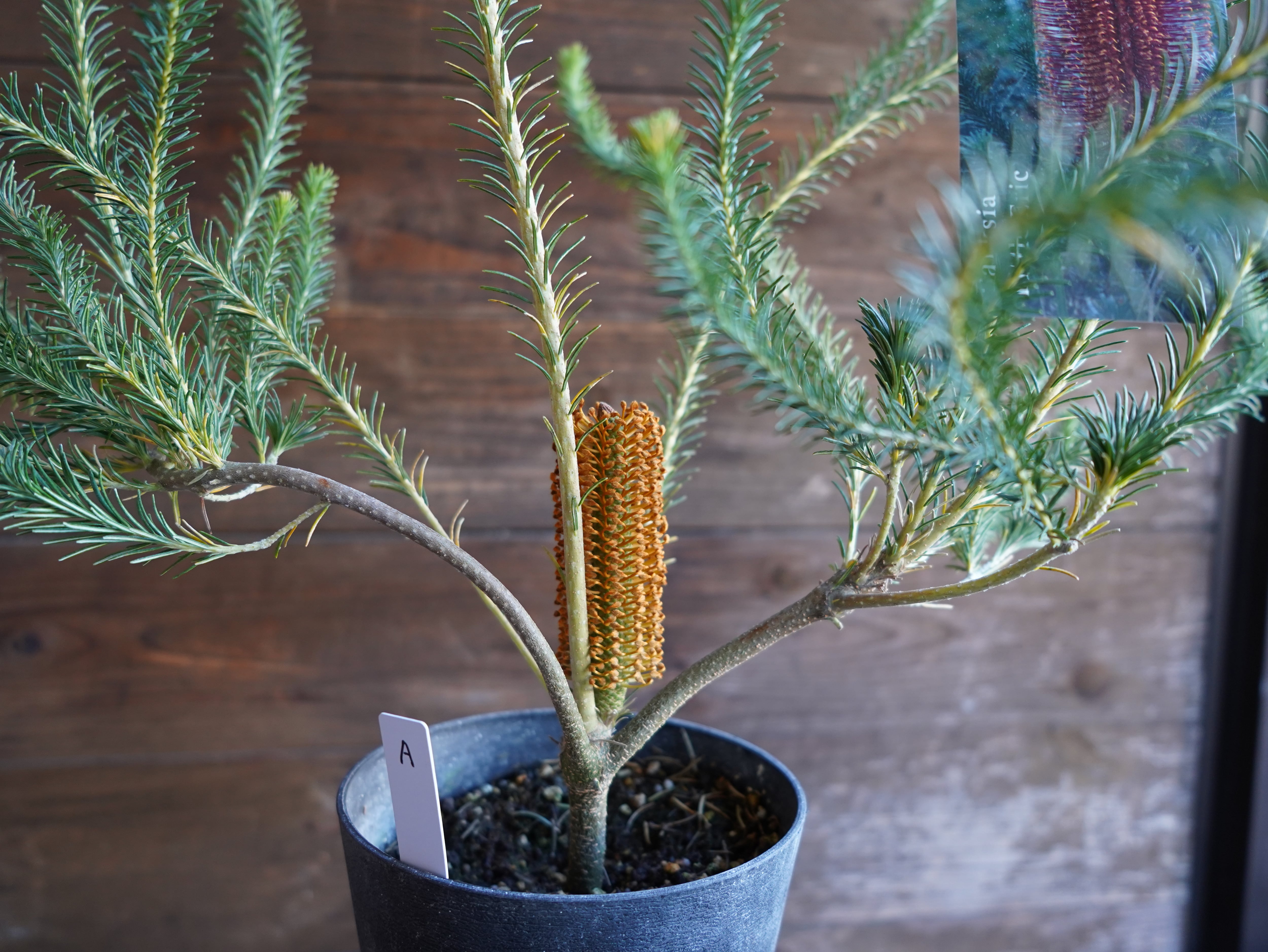 【現物】バンクシア ”リトルエリック” A 花芽付